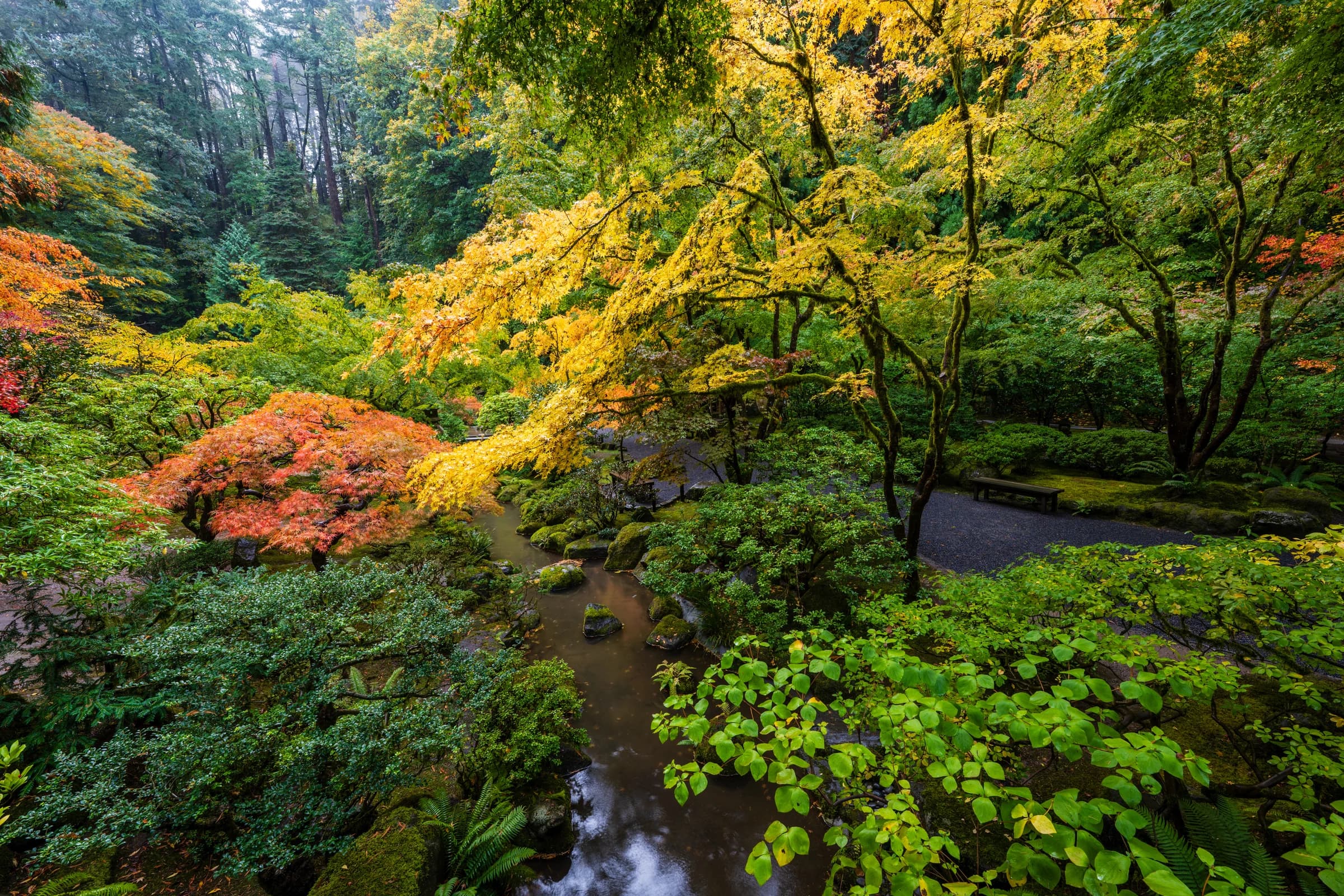 Autumn's Emerald and Gold Embrace