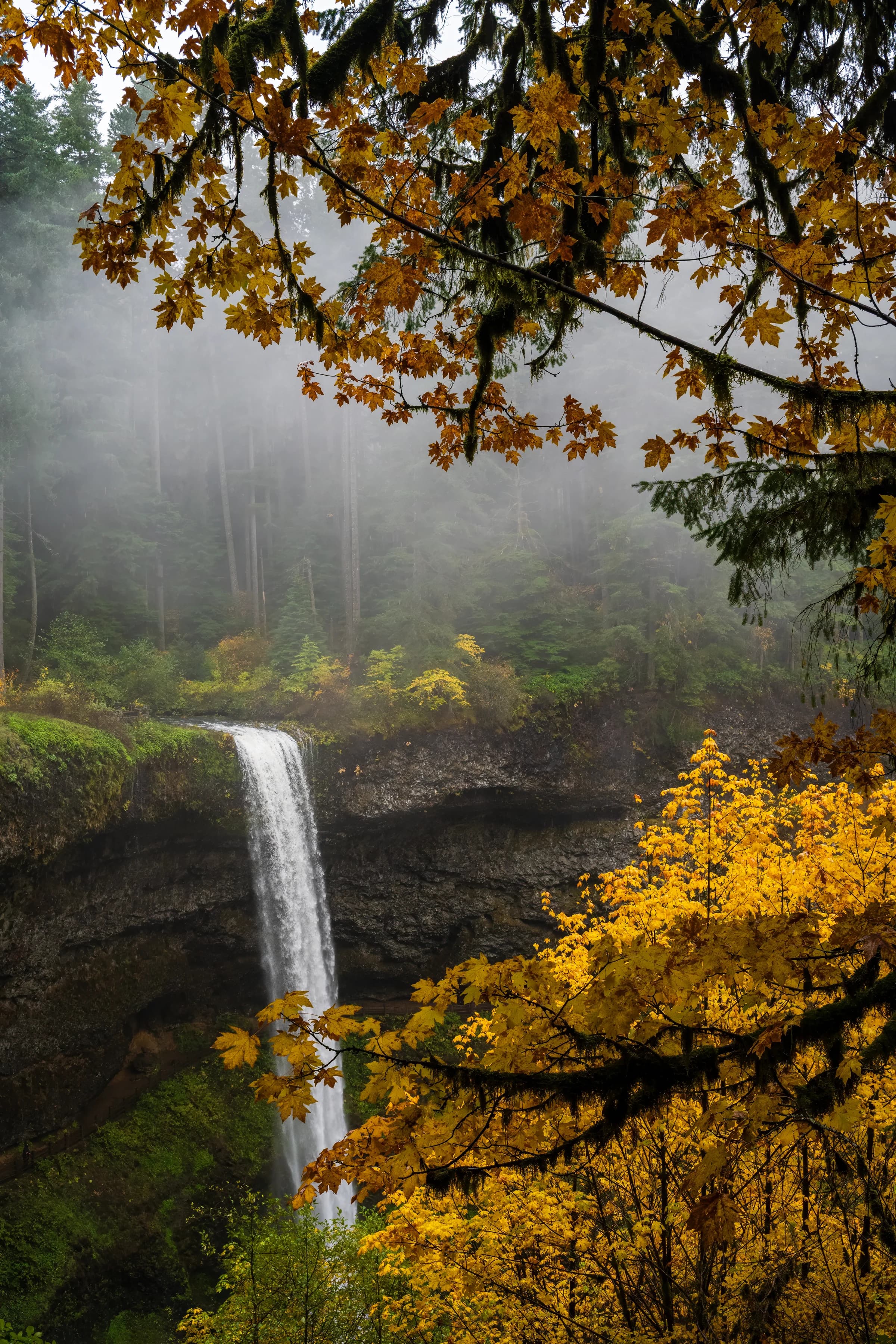 Autumn Cascade, Silver Falls