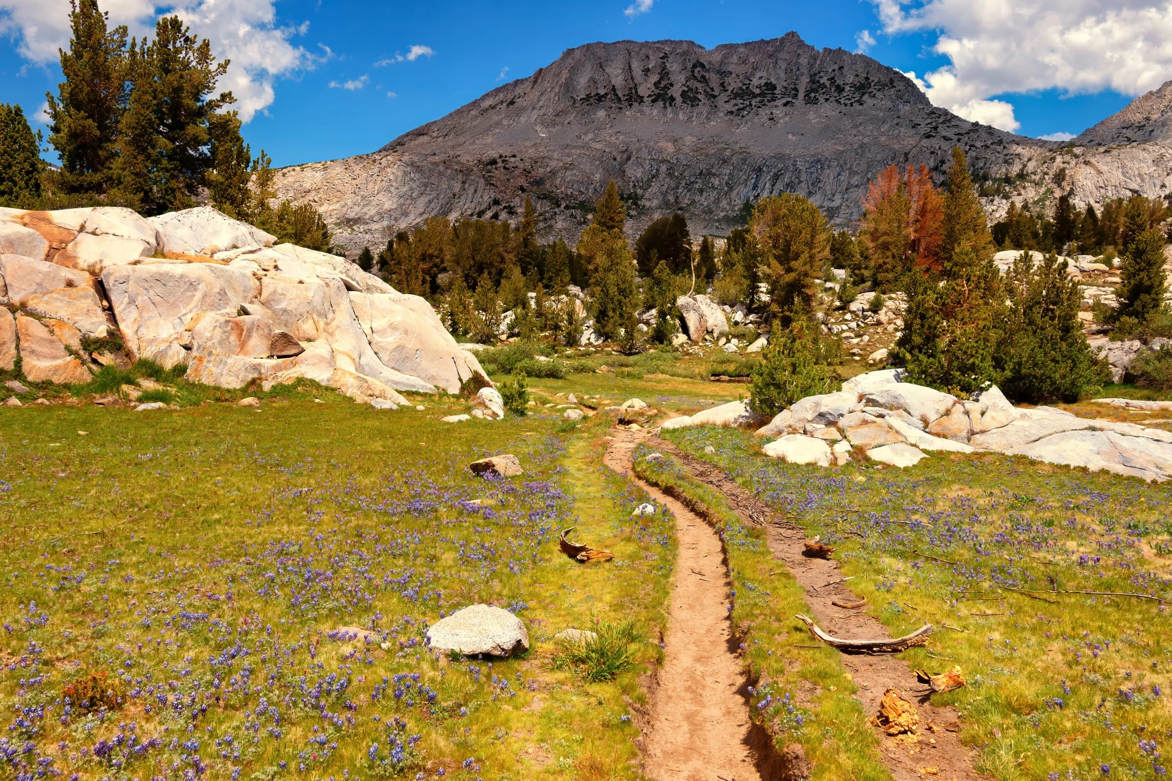 Sierra Meadow Path