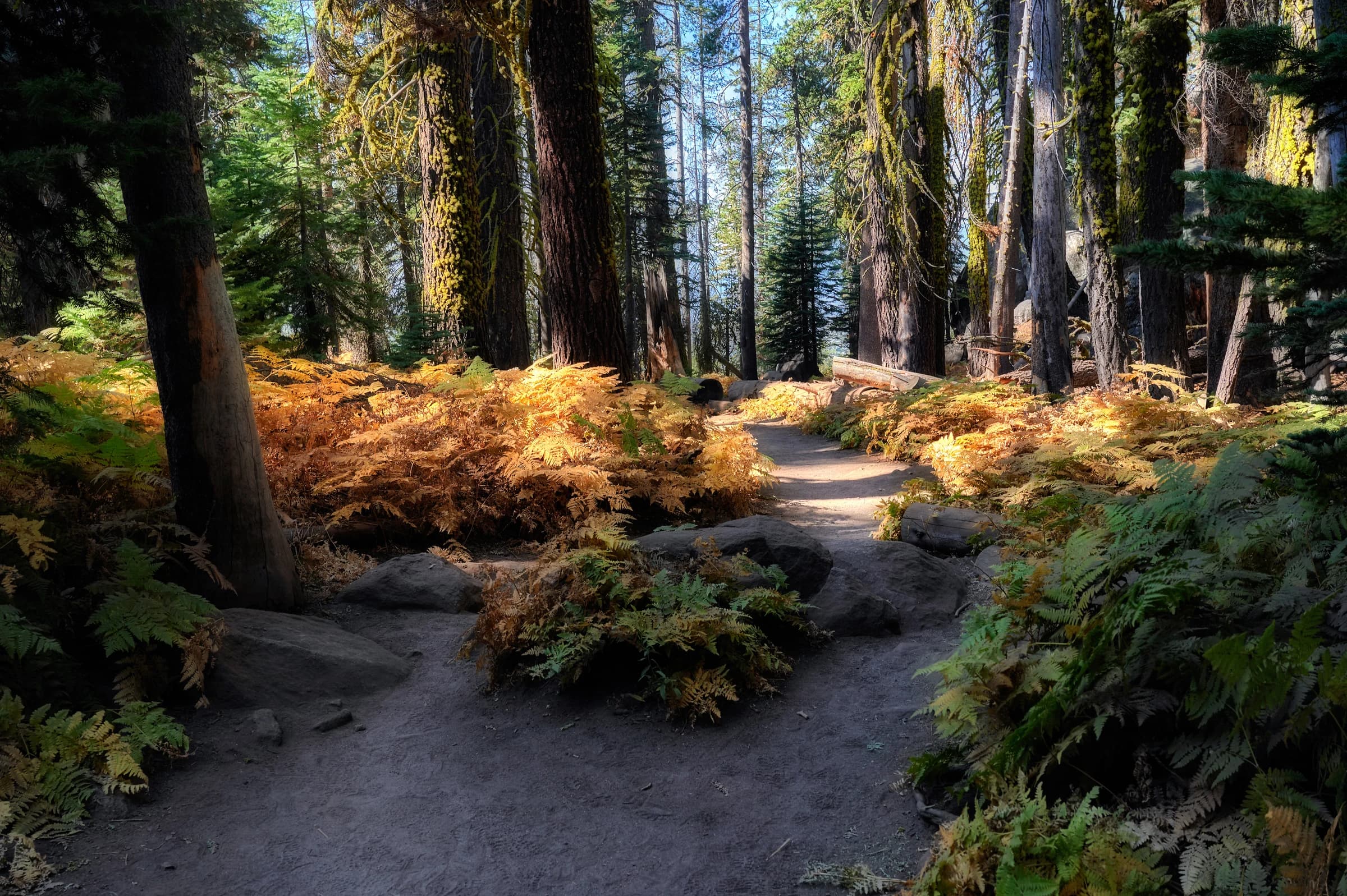 Forest Path of Golden Ferns