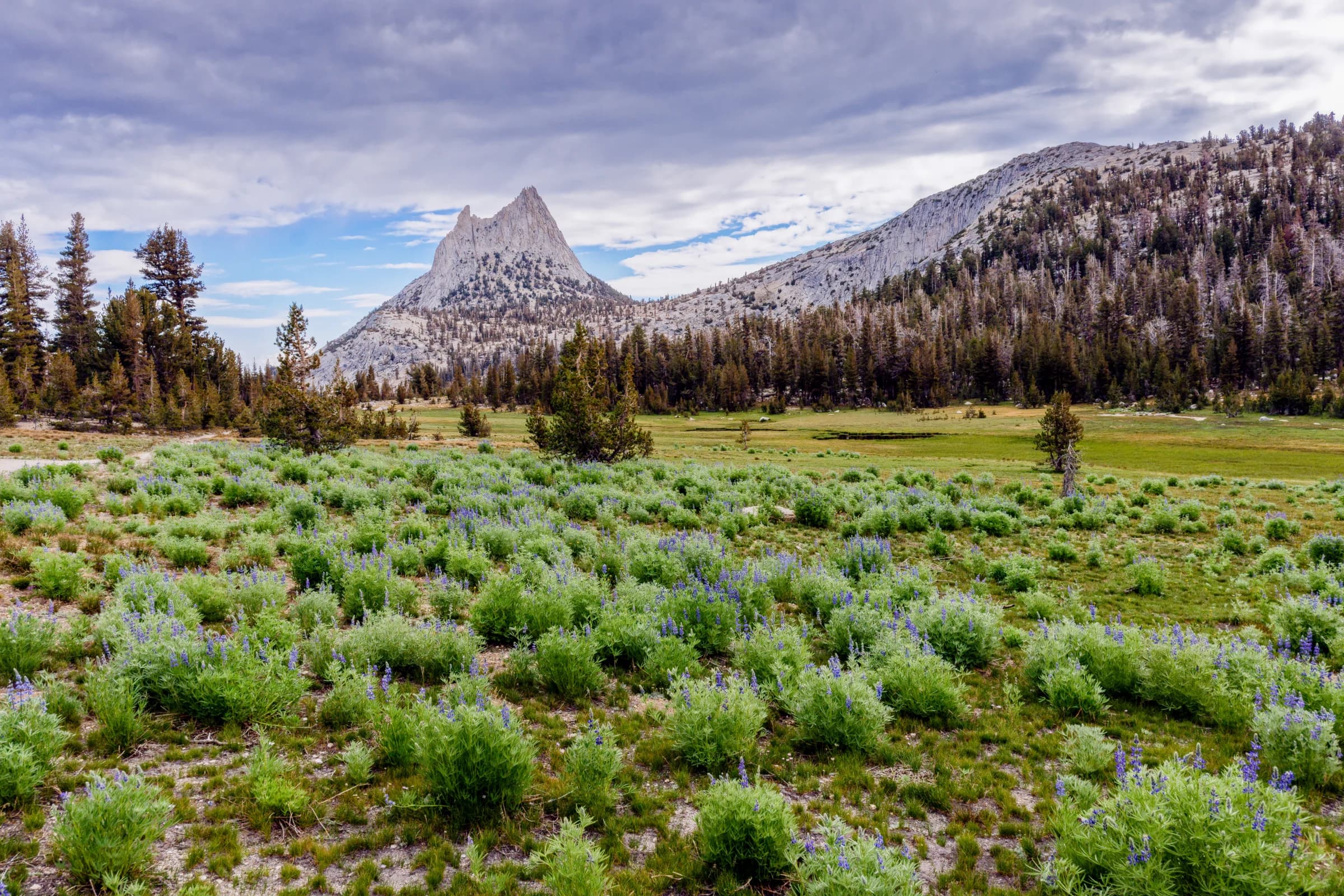Cathedral Peak's Lupine Meadow