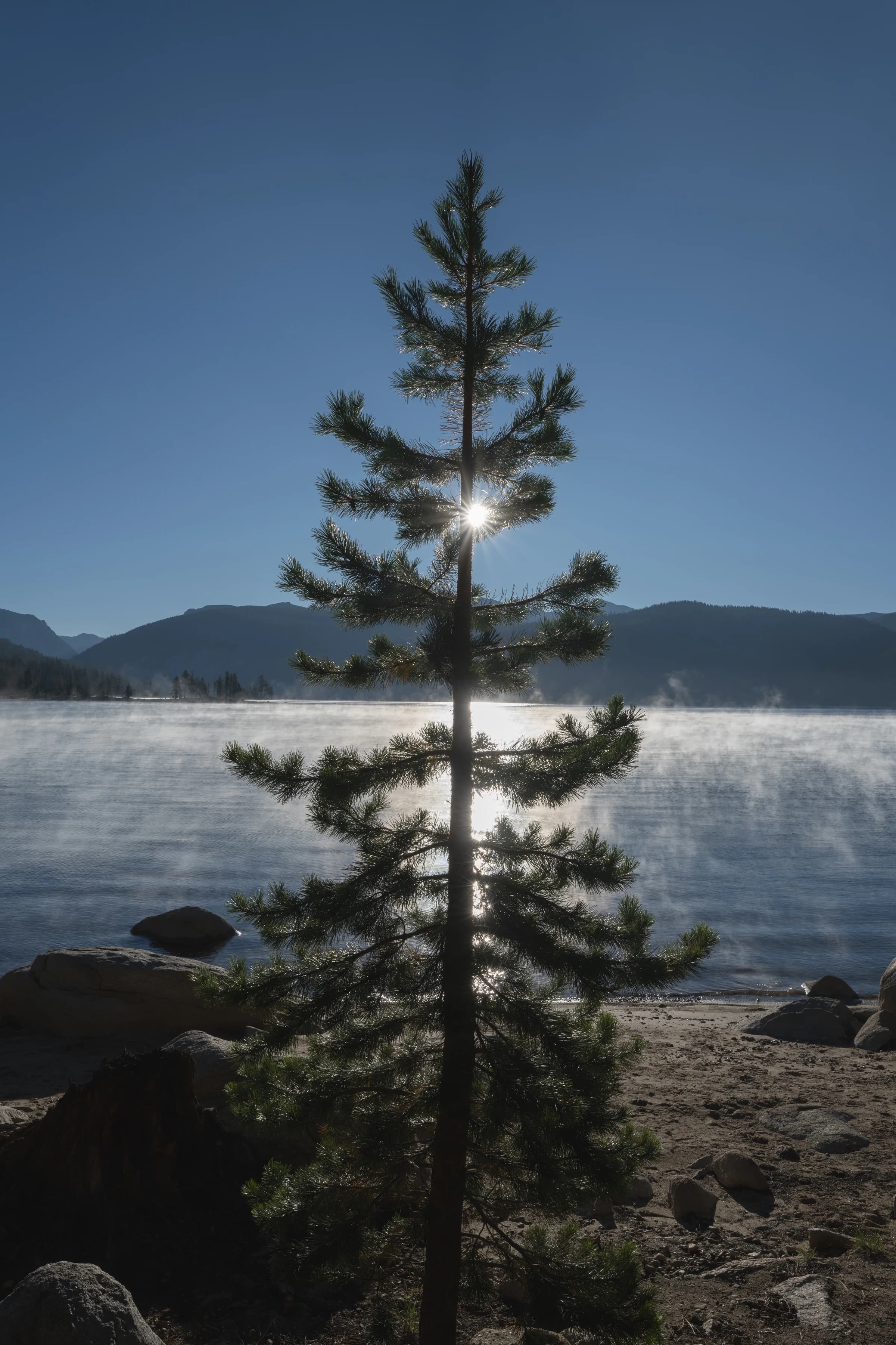 Sunlit Pine, Misty Lake