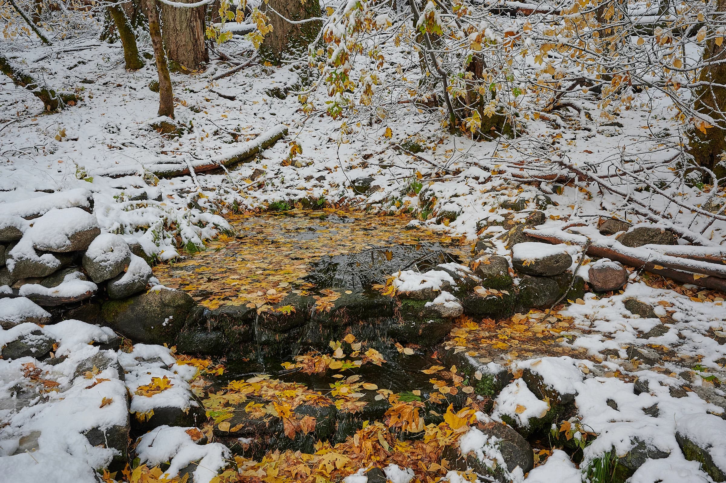 Autumn's Snowy Repose