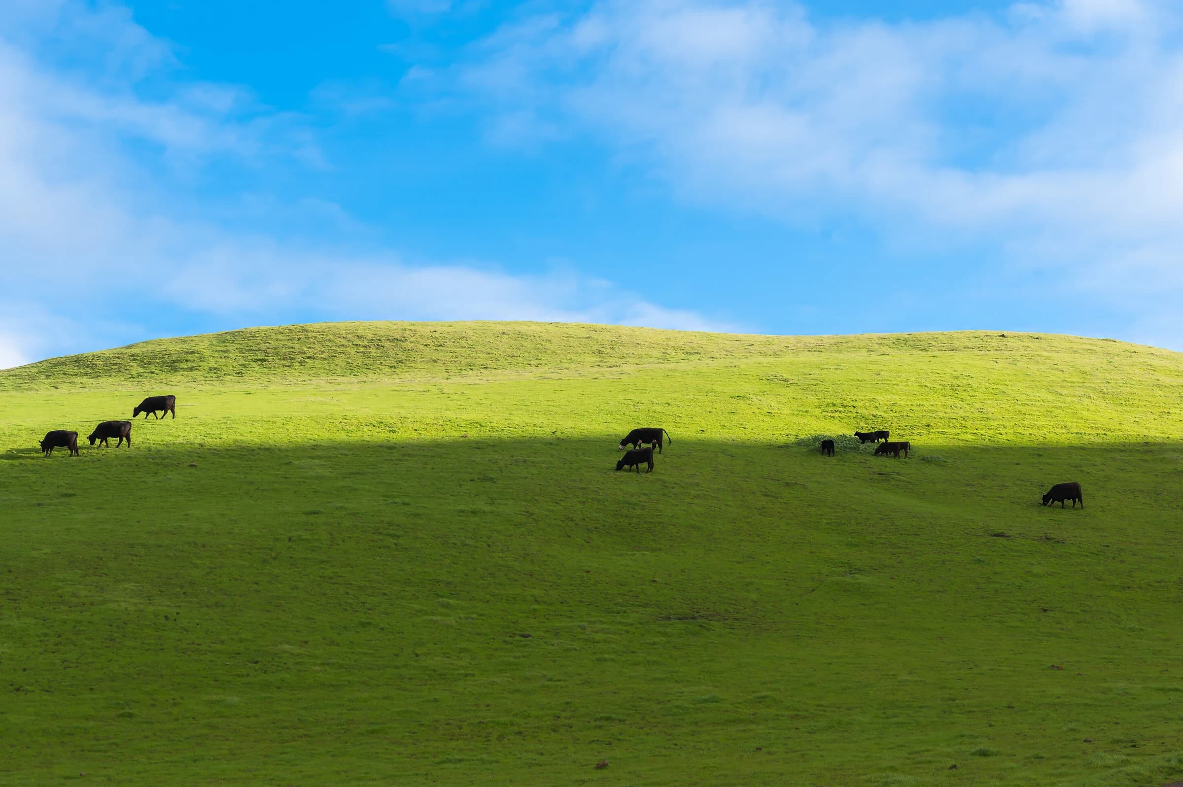 Emerald Hill Grazing