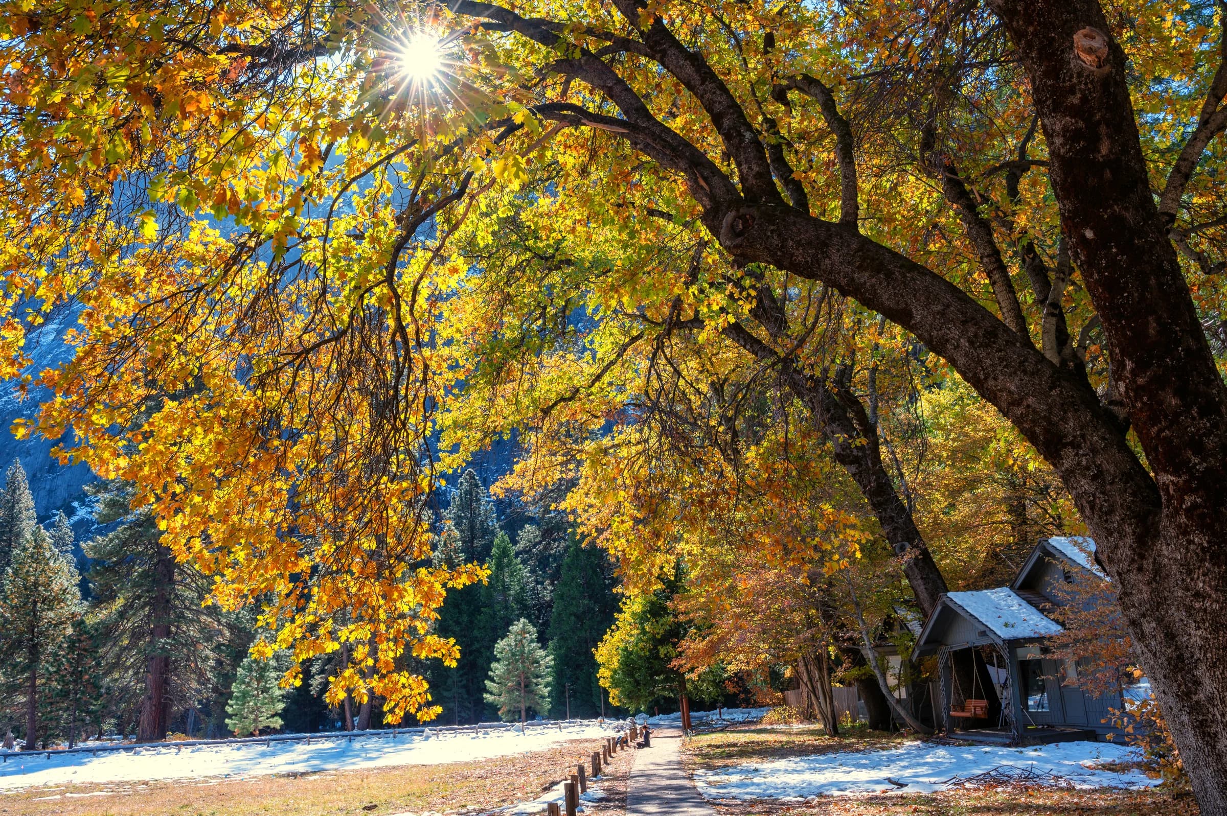Yosemite's Golden Canopy