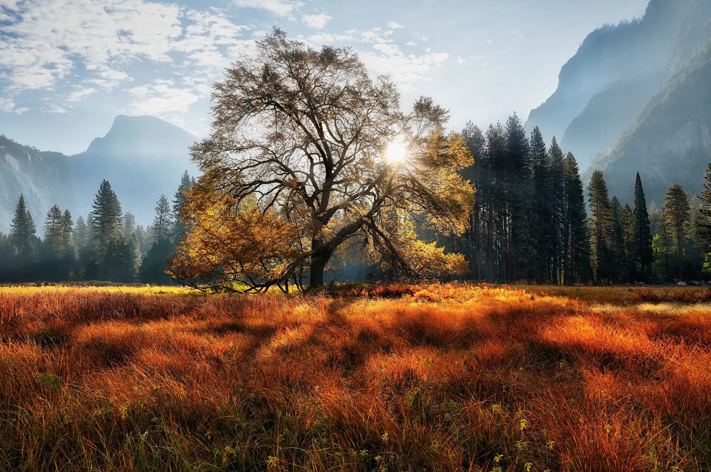Yosemite's Golden Meadow