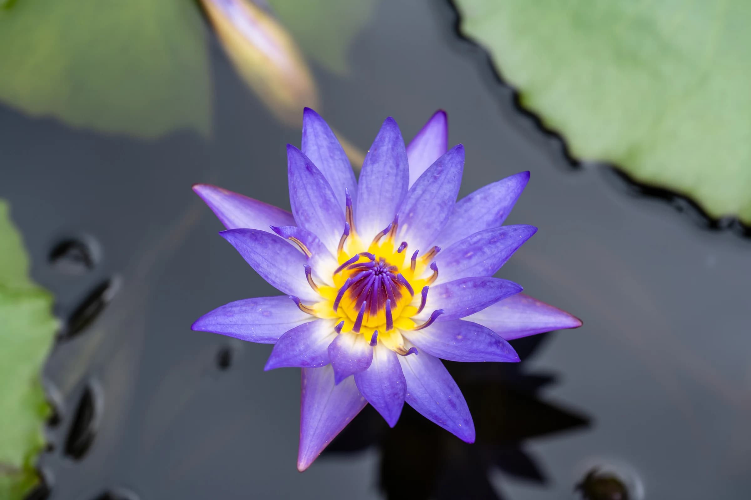 Purple Water Lily in Pond