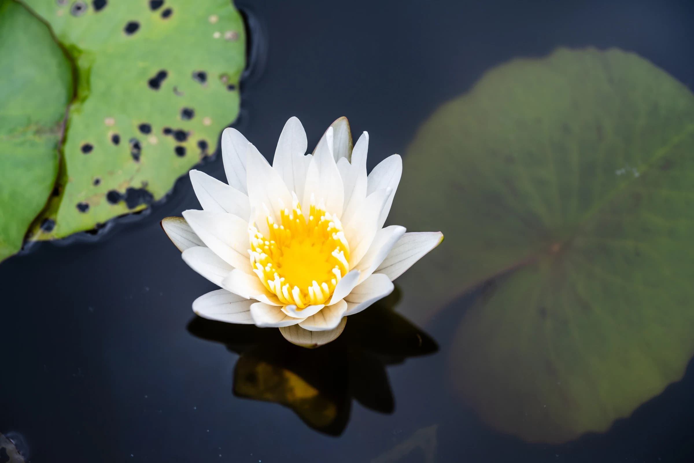 White Water Lily in Pond