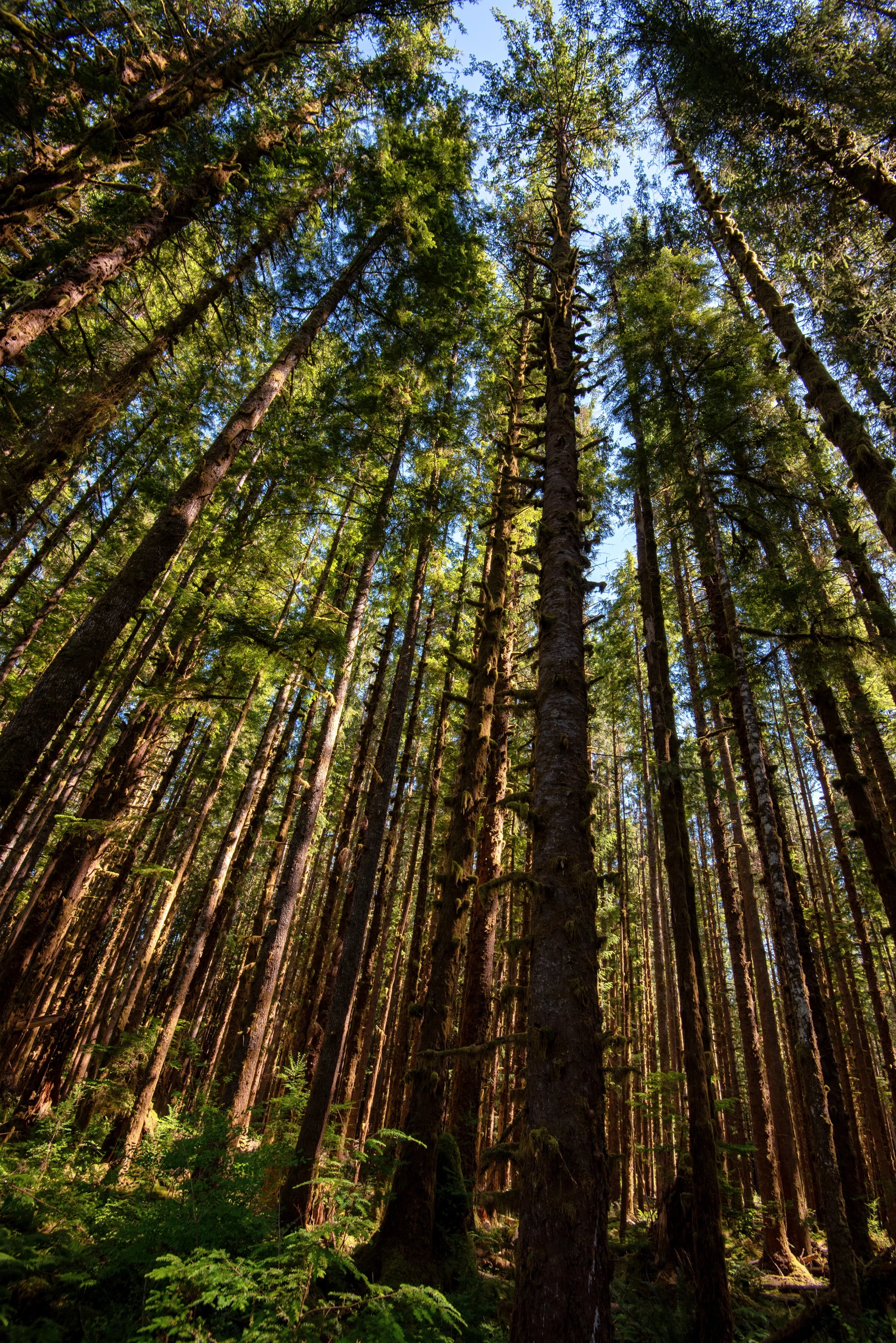 Cathedral of Emerald Giants