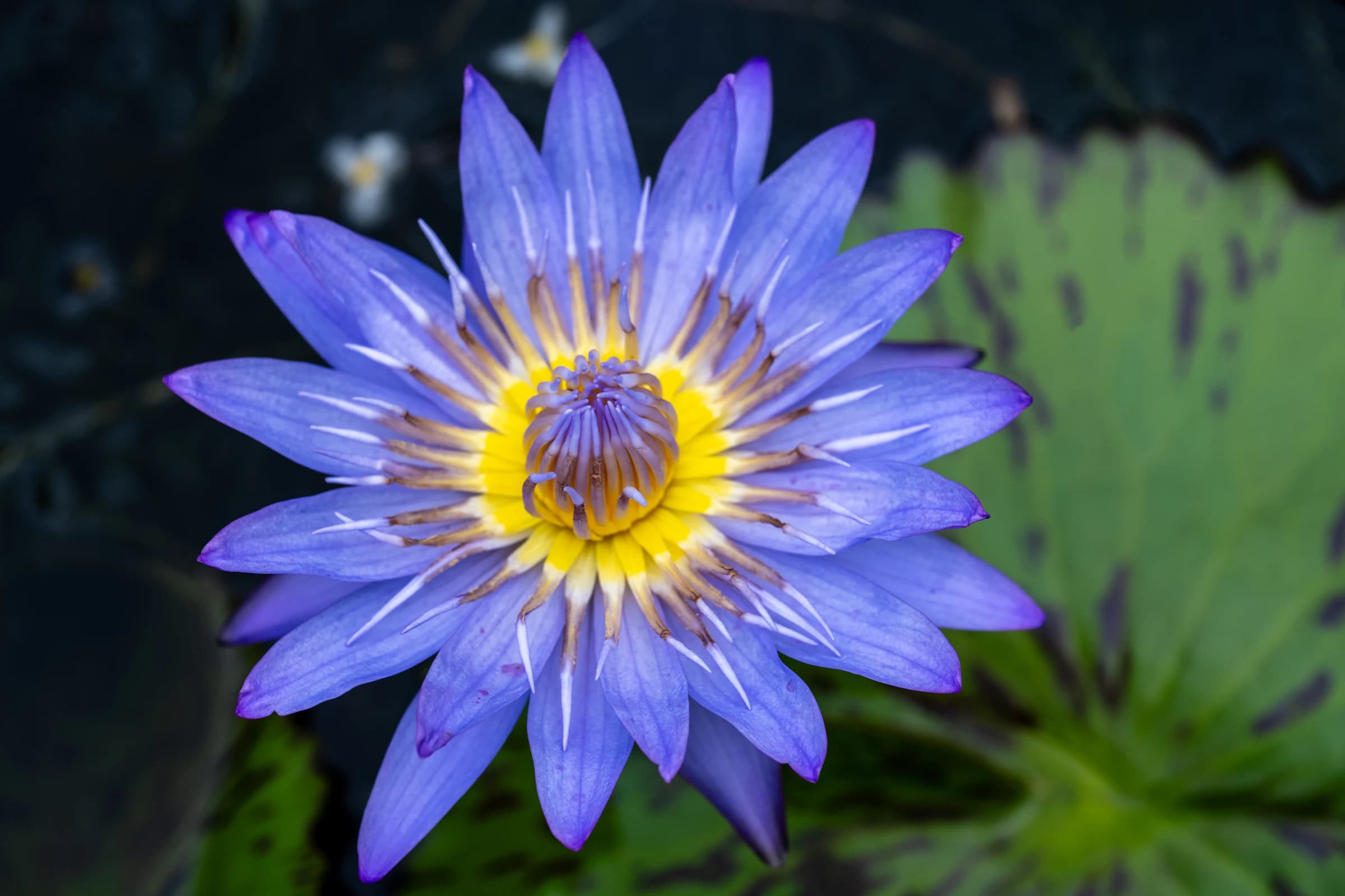 Purple Water Lily Close-Up
