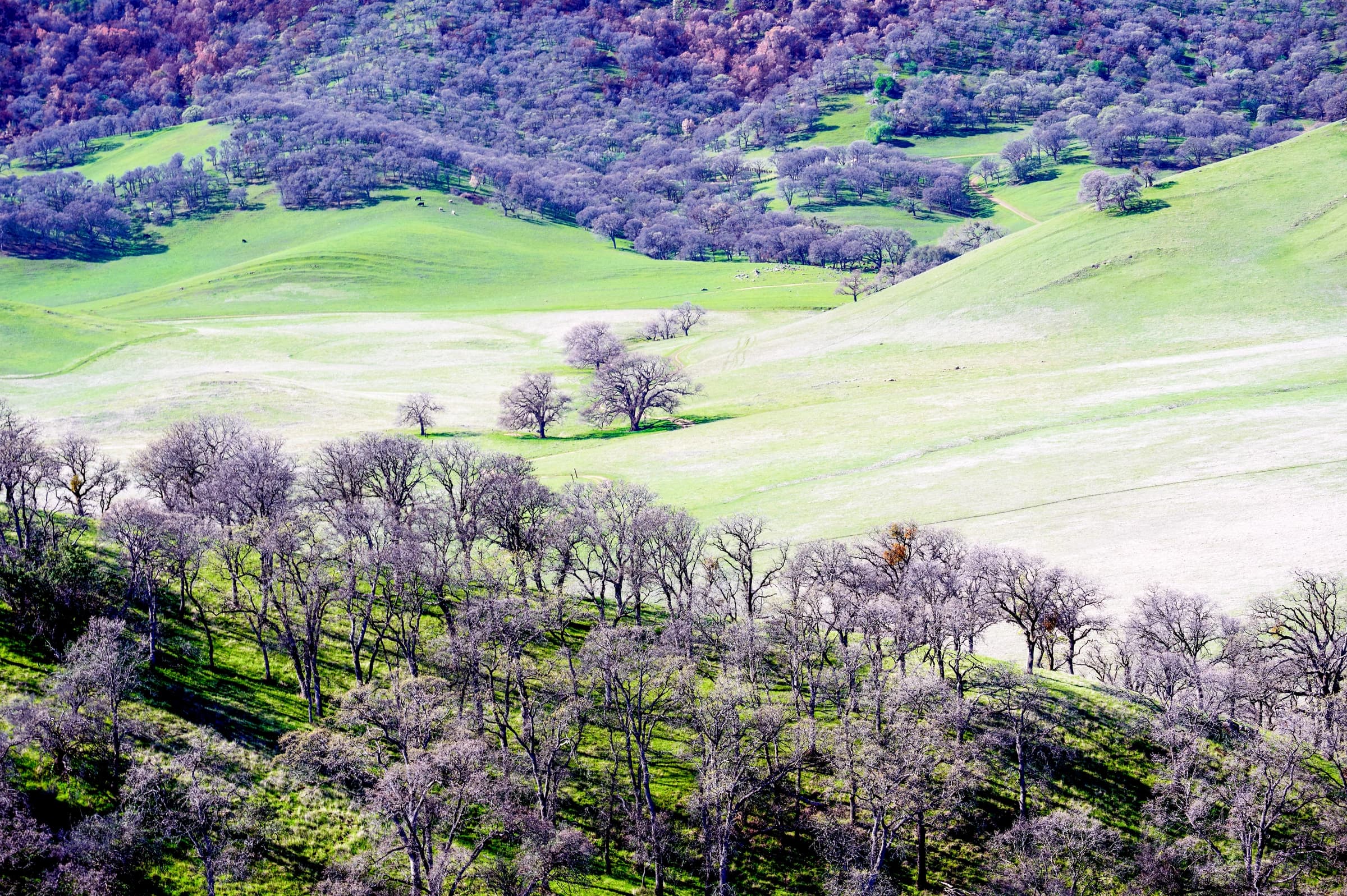 Emerald Hills, Bare Trees
