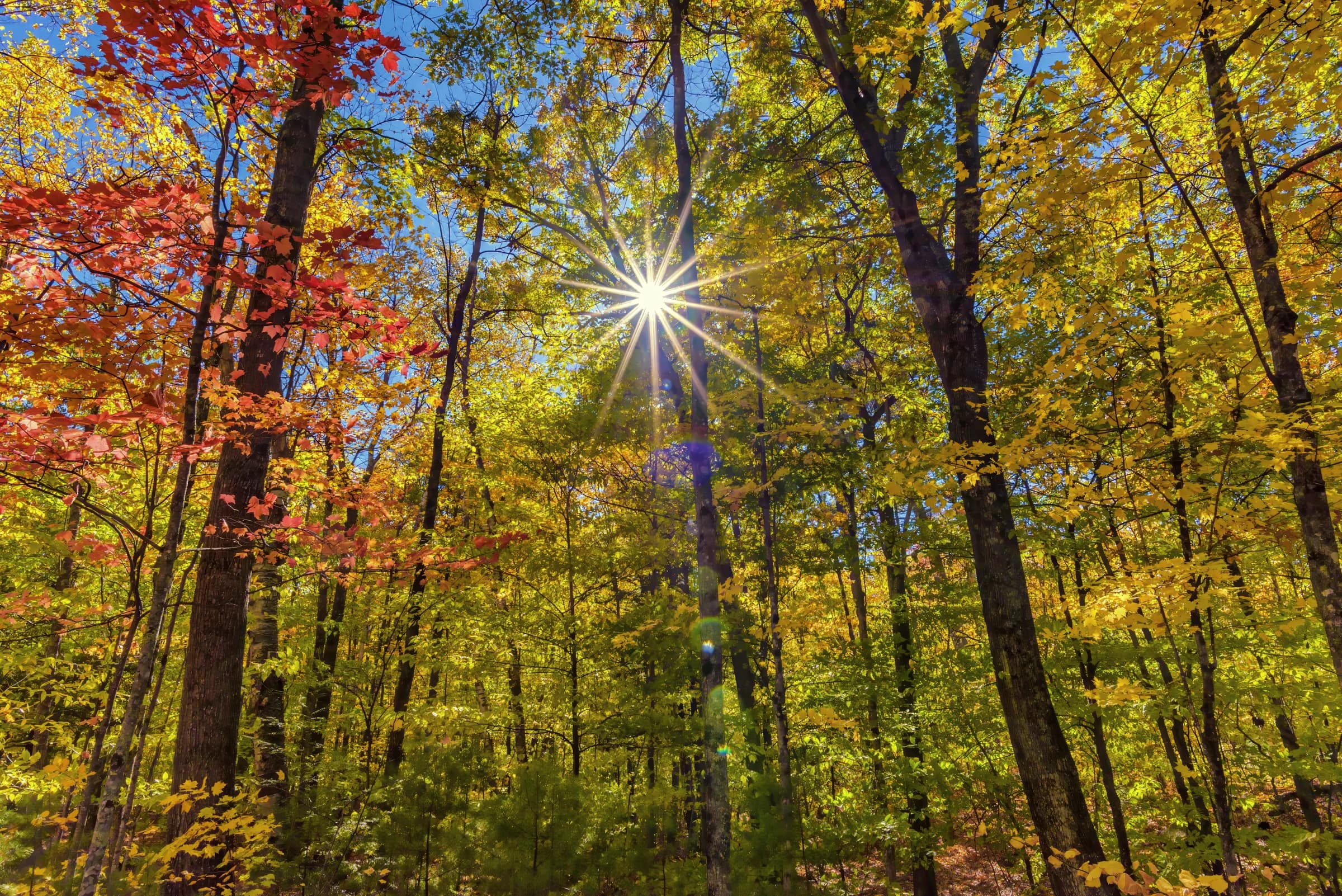 Autumn Canopy Burst