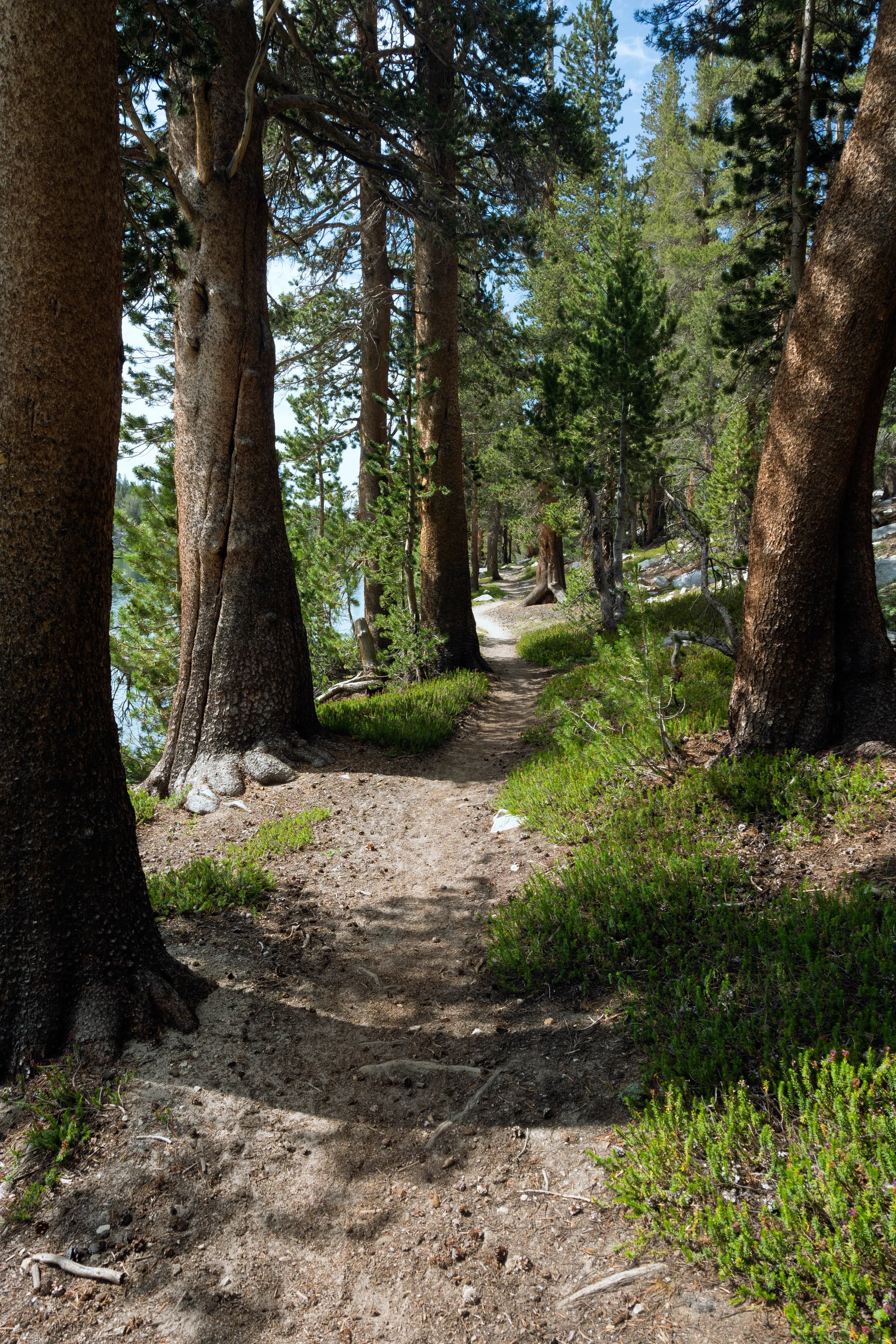Sierra Path Through Ancient Trees