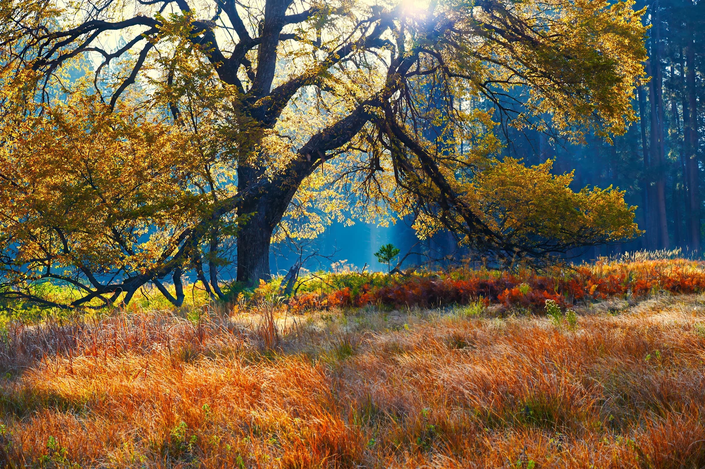 Autumn Meadow's Golden Embrace