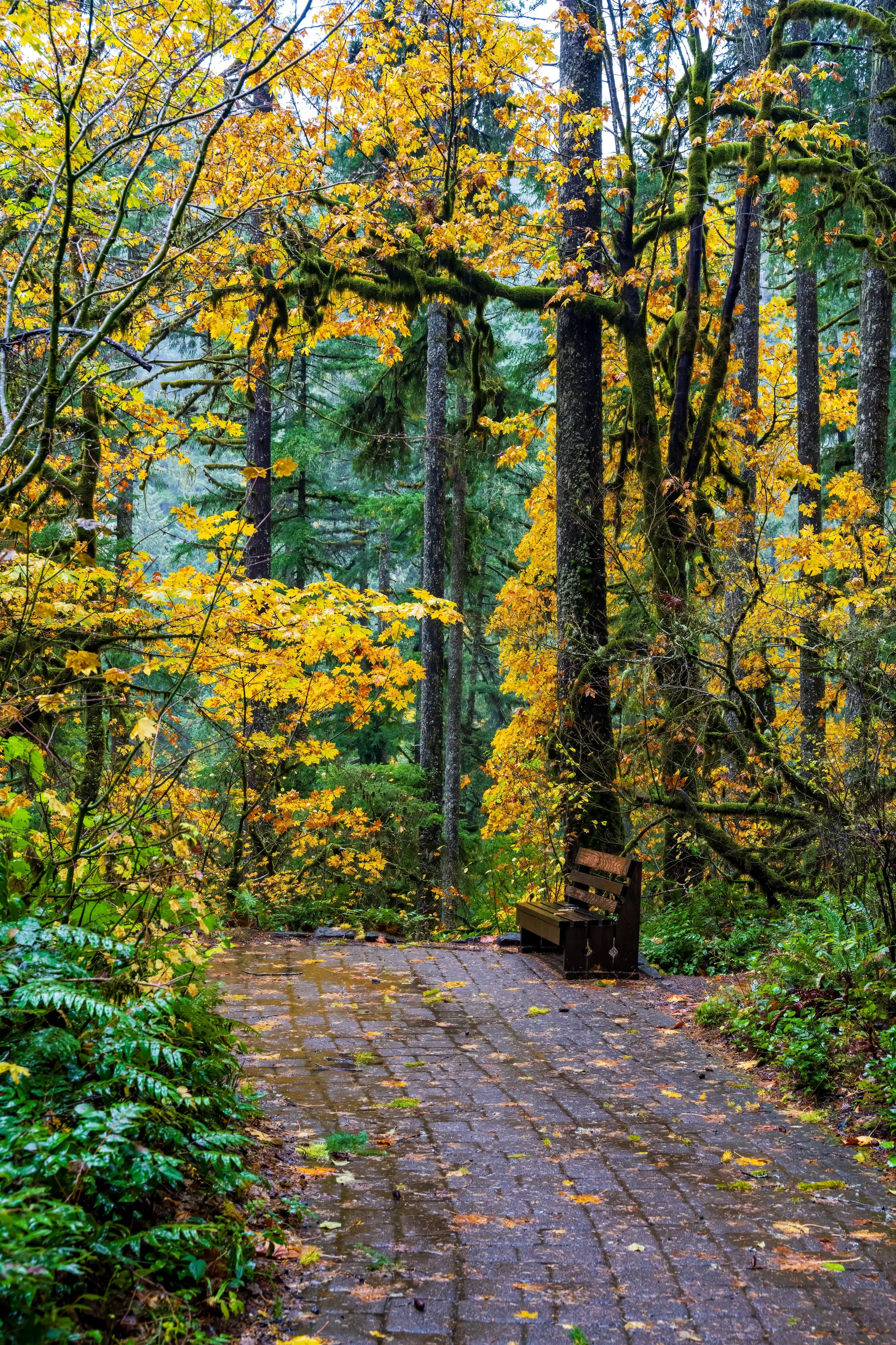 Autumn Path's Golden Glow