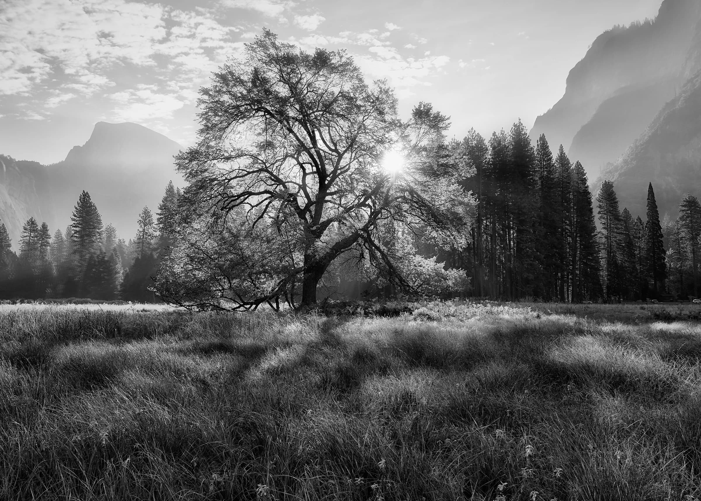 Yosemite's Sunlit Meadow