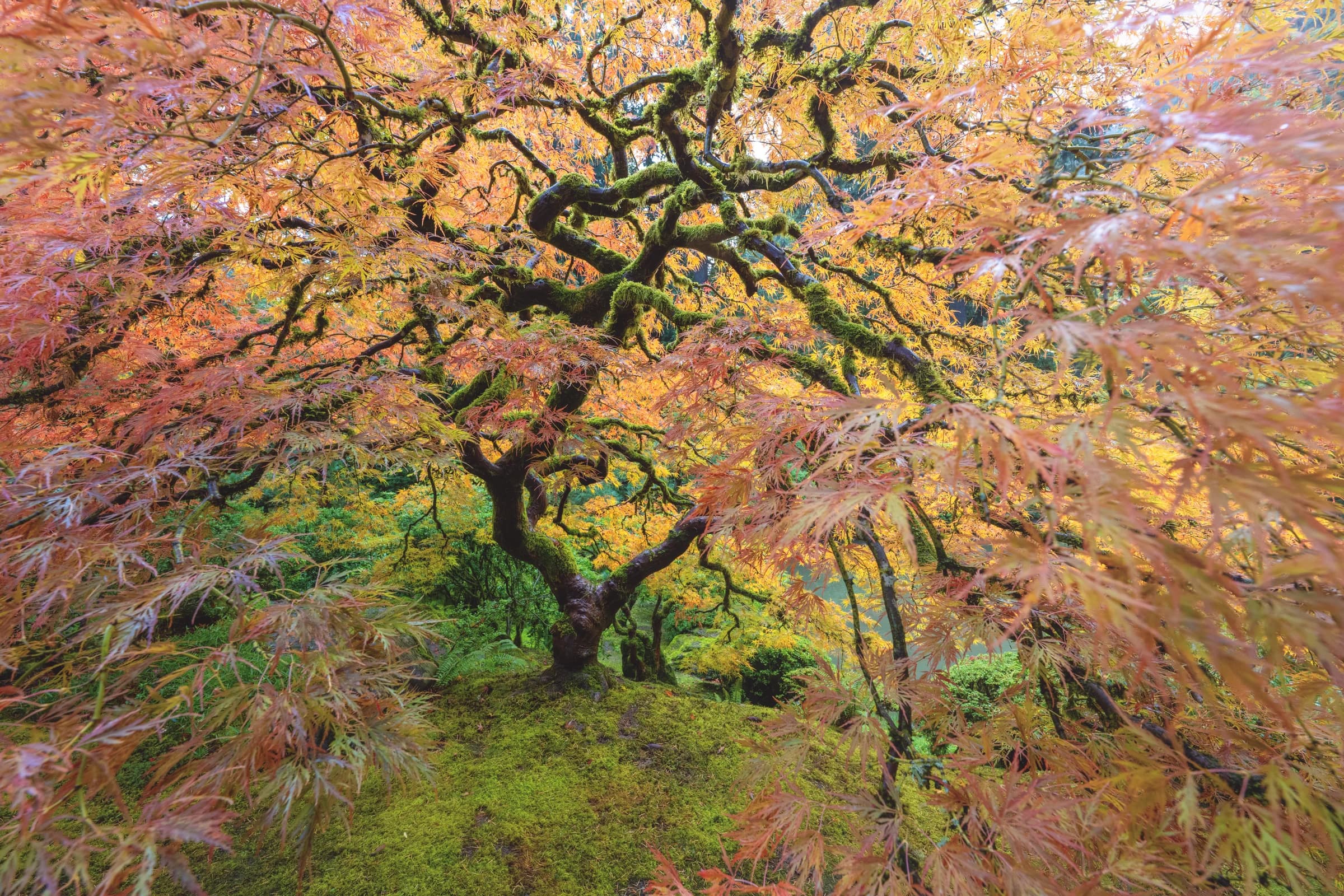 Autumn Canopy, Mossy Branches