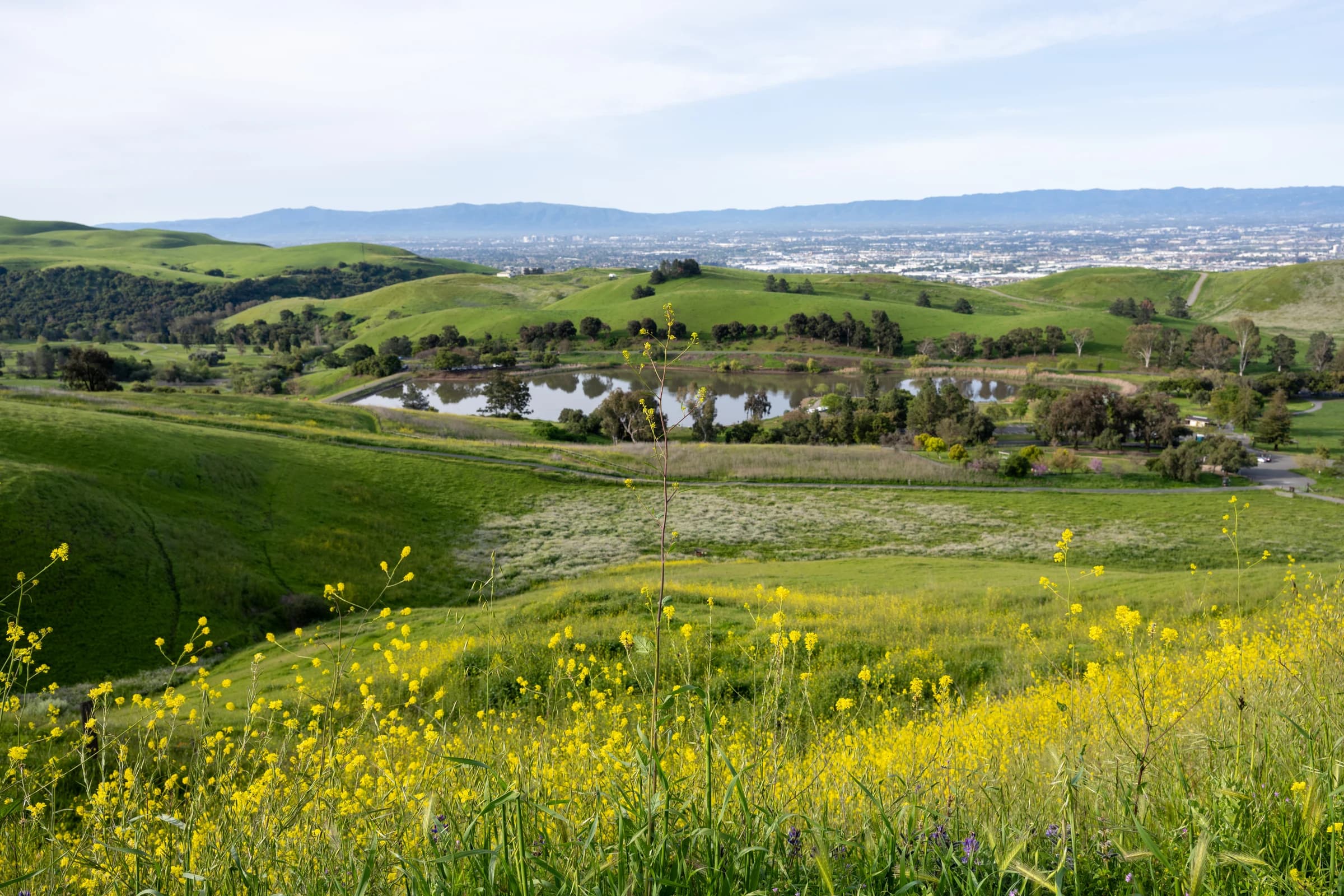 California Hills in Spring Bloom