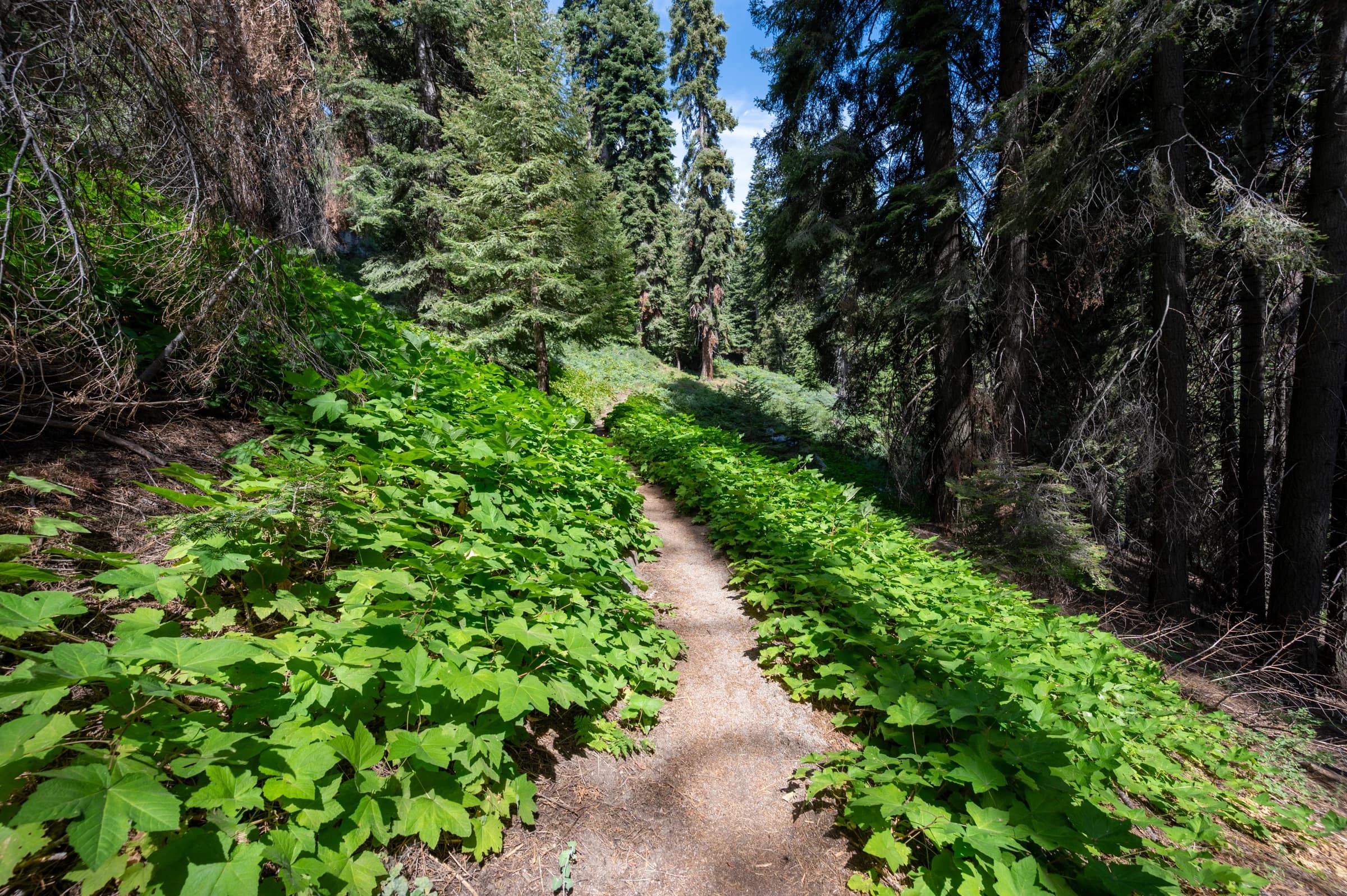 HST trail start at Crescent Meadow