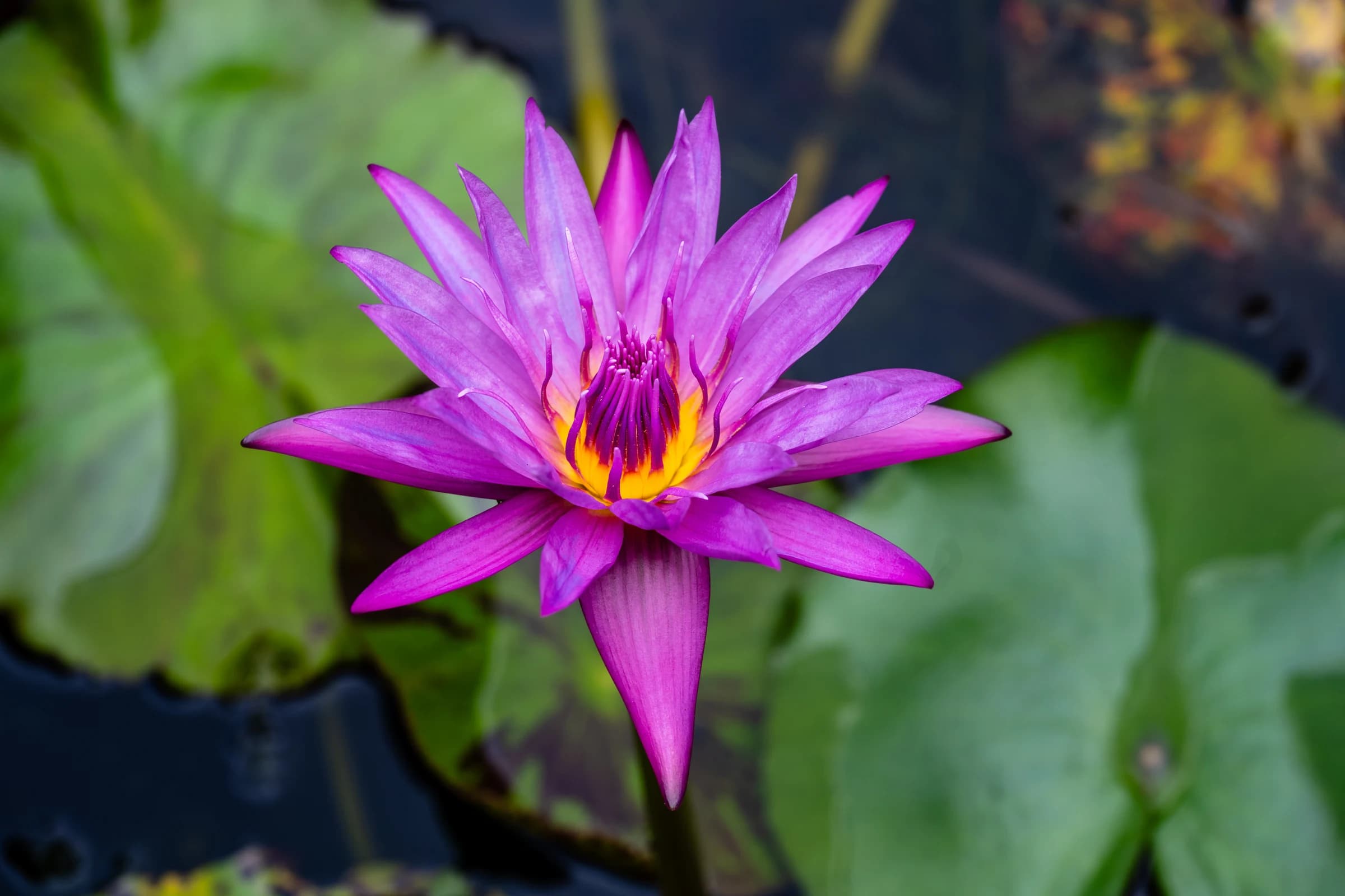 Purple Water Lily in Bloom