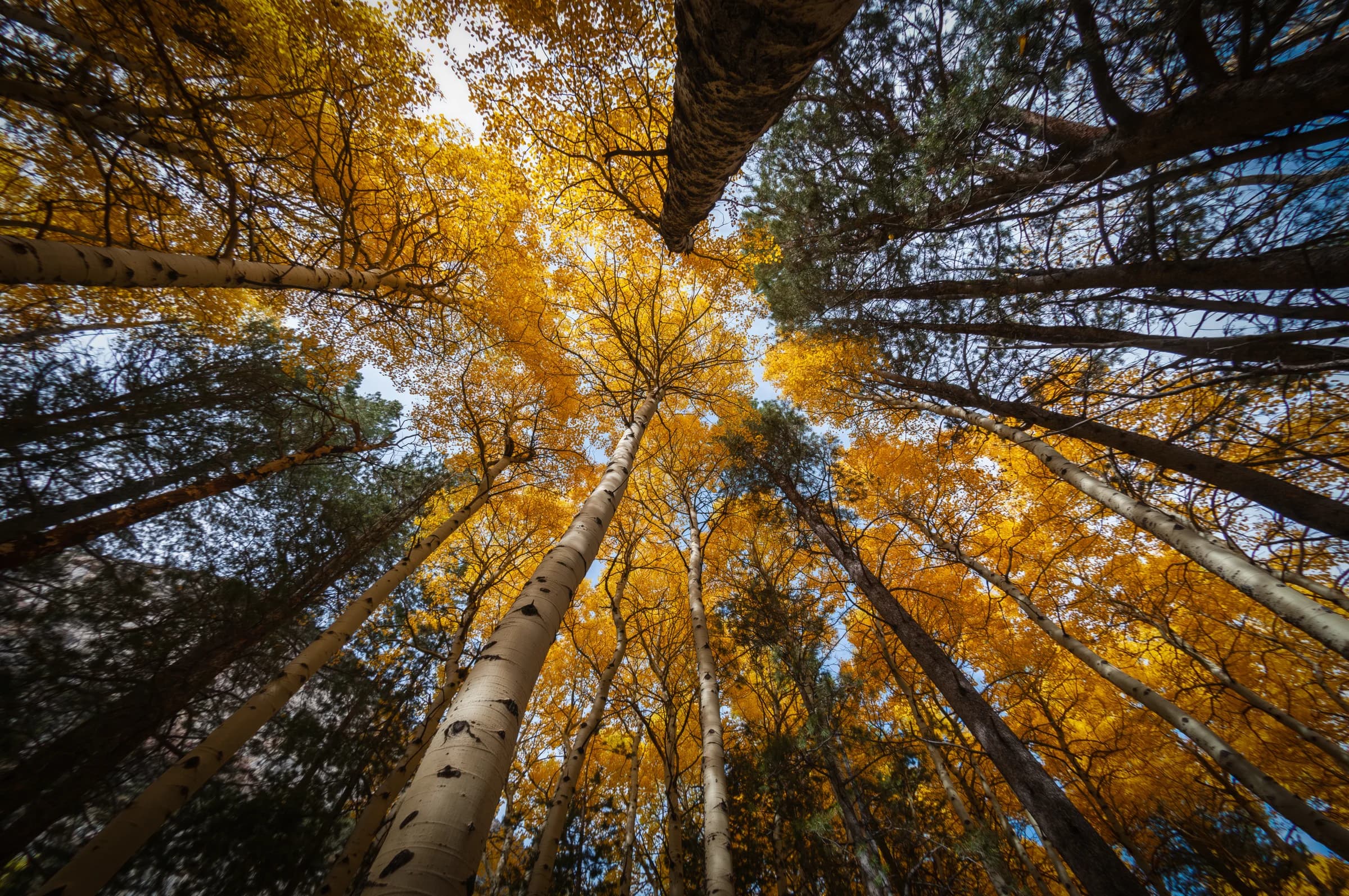 Golden Canopy, Autumn Sky