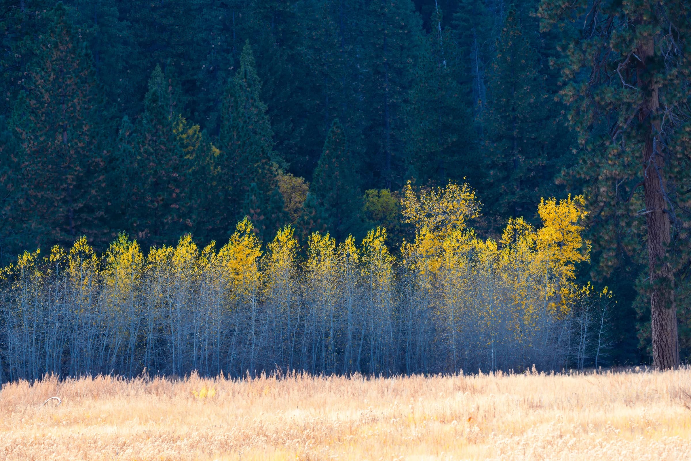Aspen Gold, Forest Deep