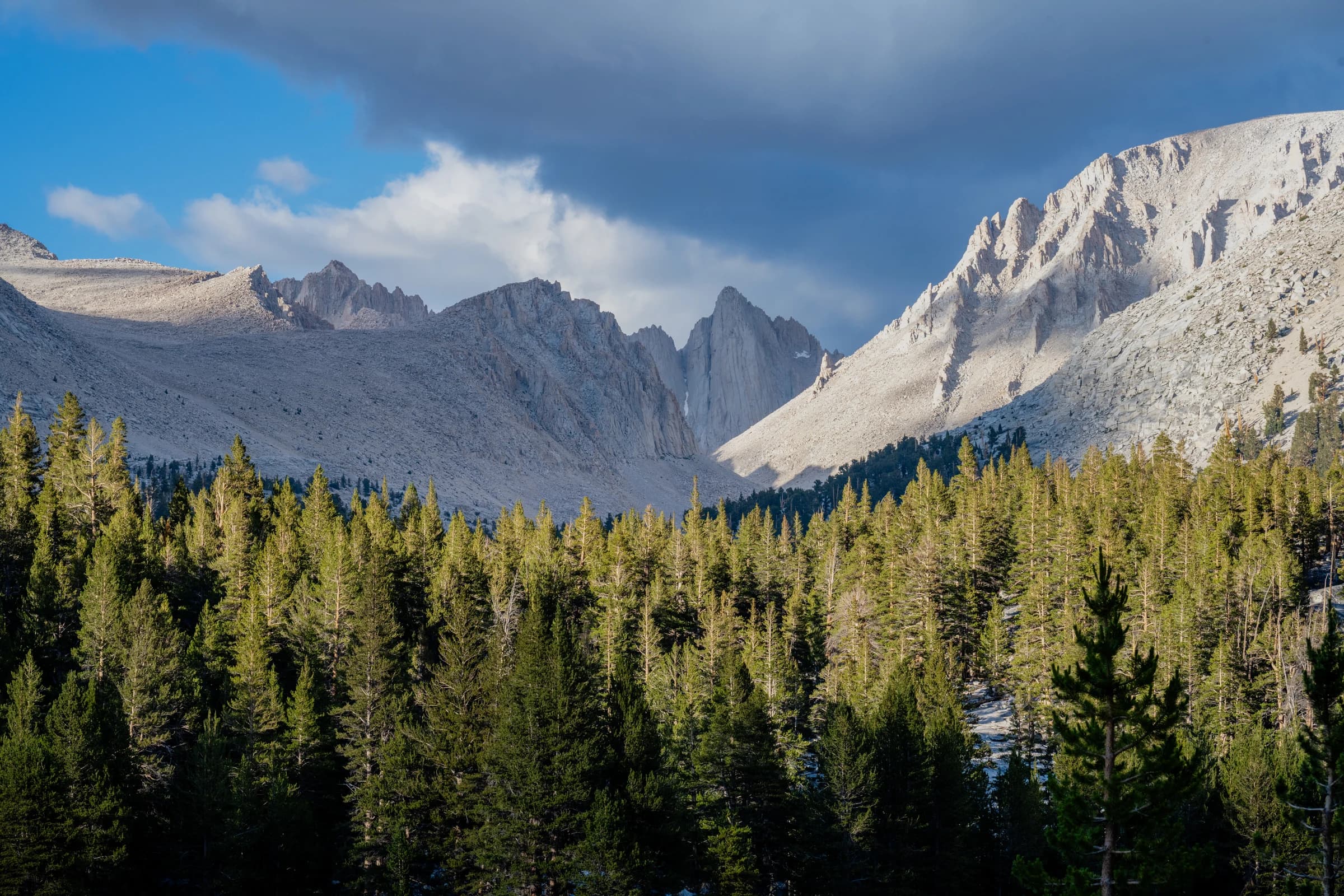 Mount Williamson's Forest Embrace