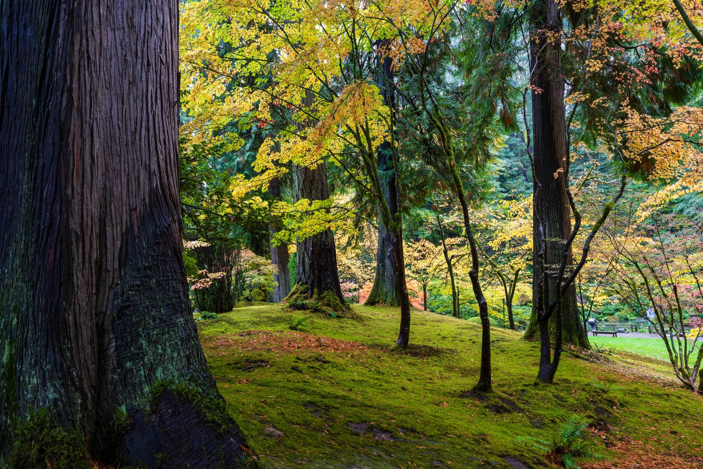 Emerald Forest, Autumn Light