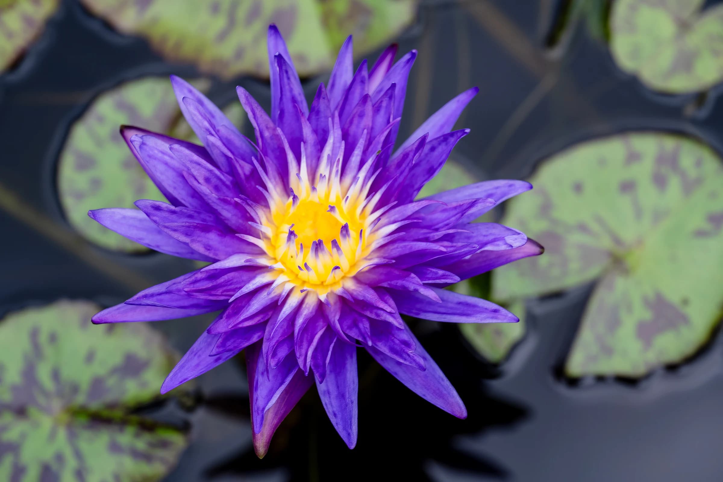 Purple Water Lily in Pond