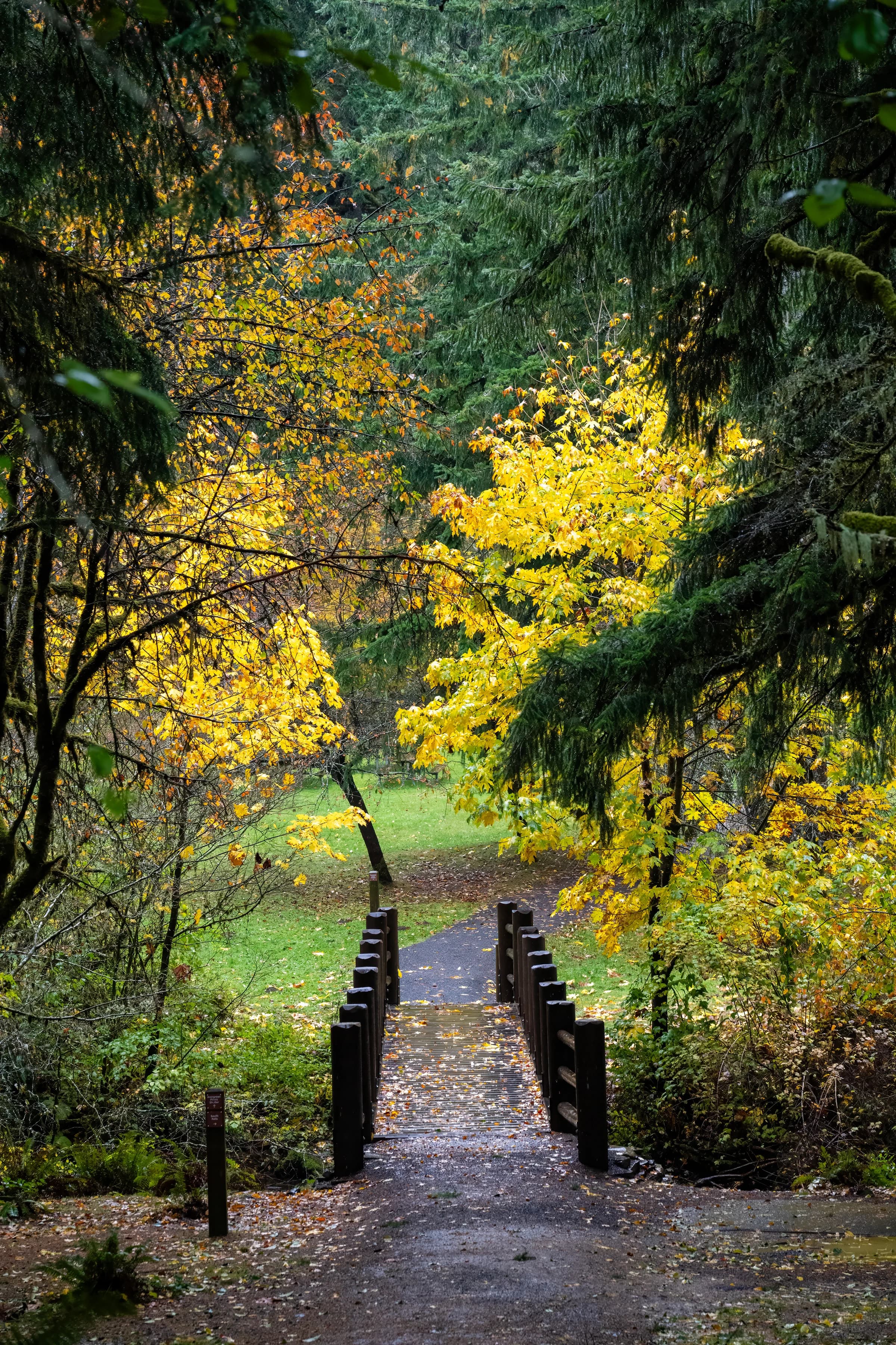 Autumn Bridge, Forest Path