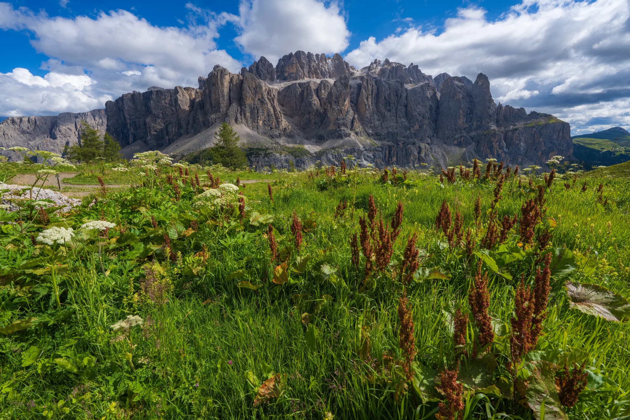 Alpine Meadow Majesty