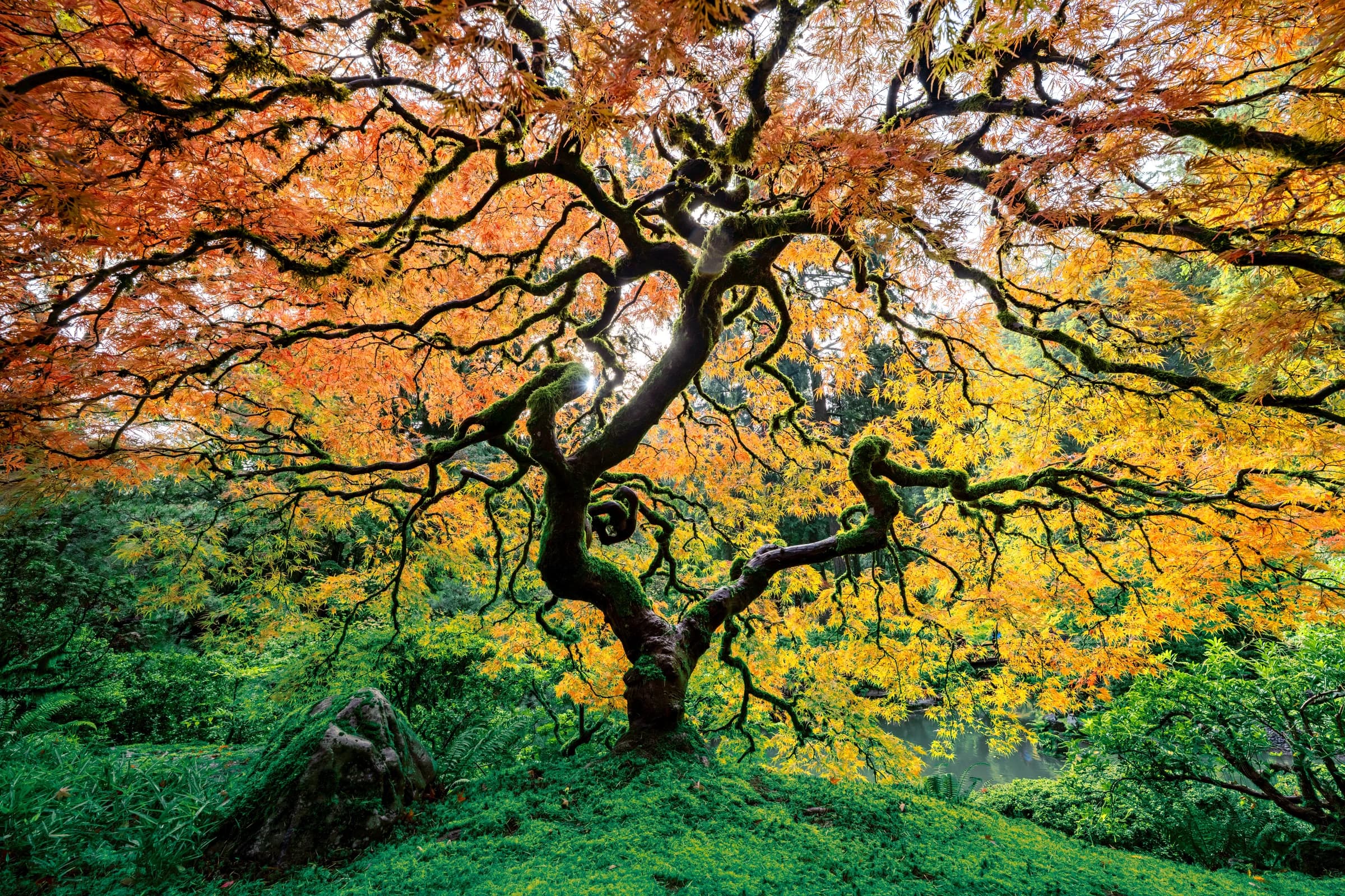 Autumn Canopy's Golden Embrace