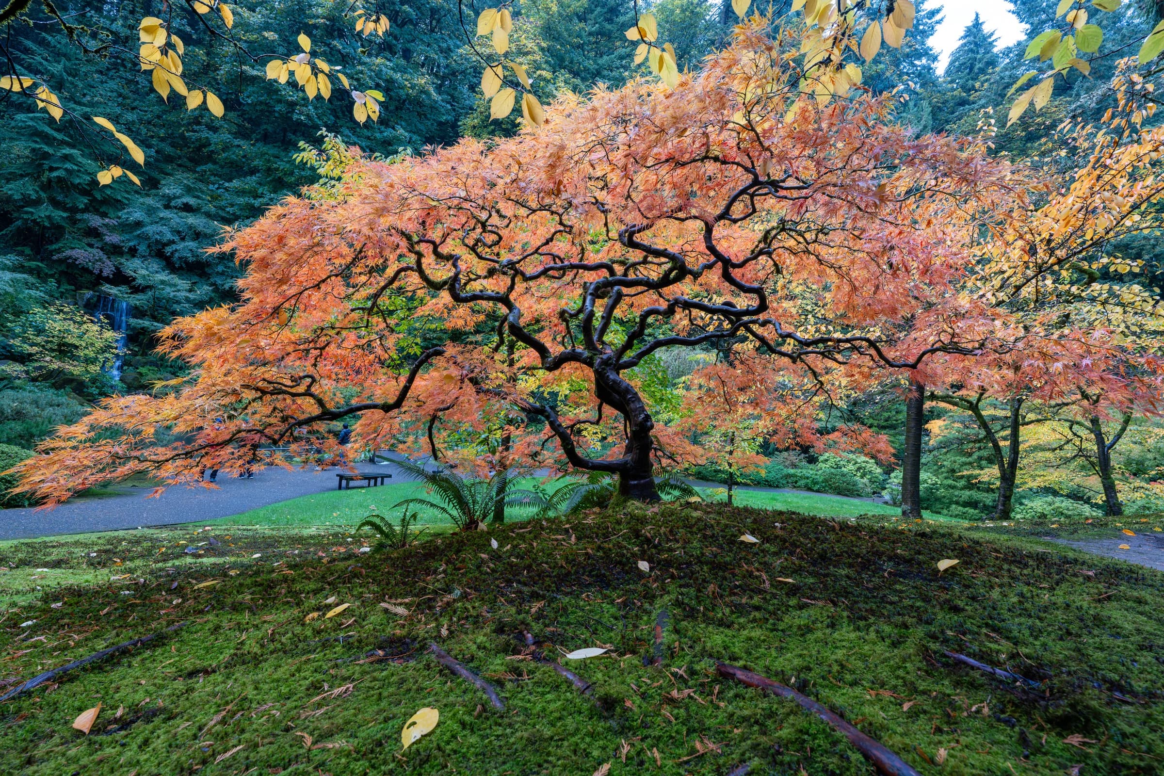 Autumn's Fiery Embrace