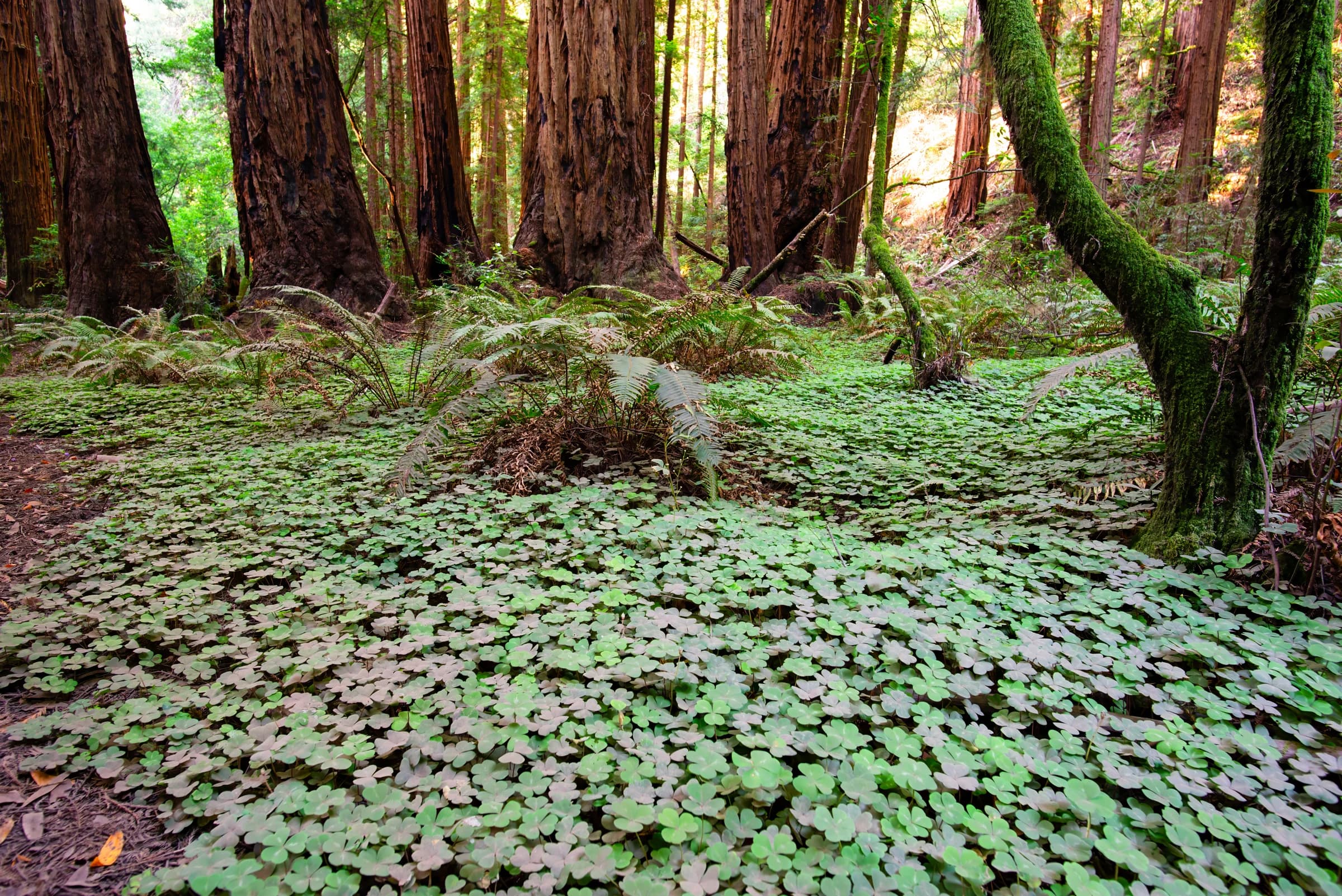 Redwood Sorrel Carpet and Ferns