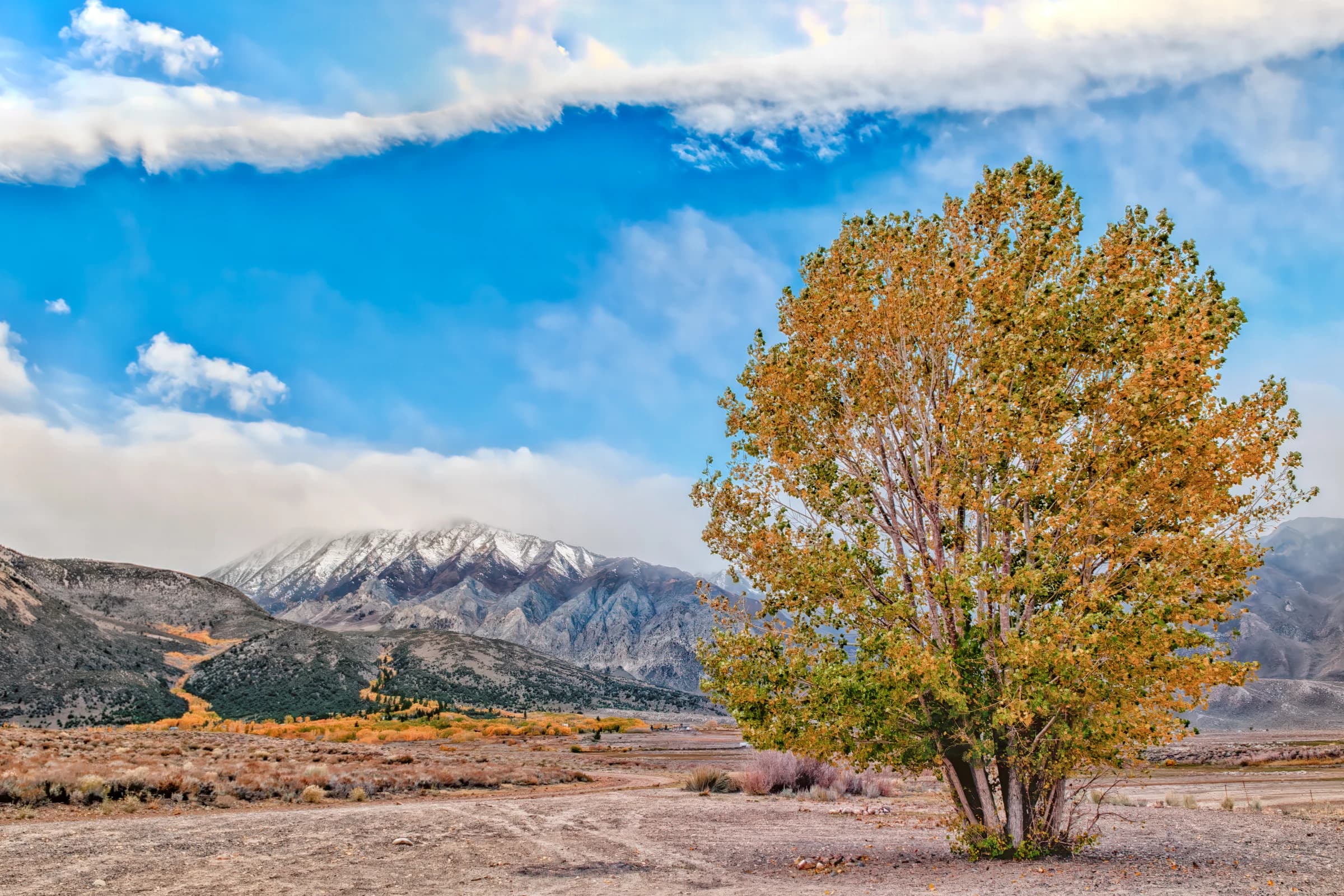 Sierra Autumn, Lone Tree