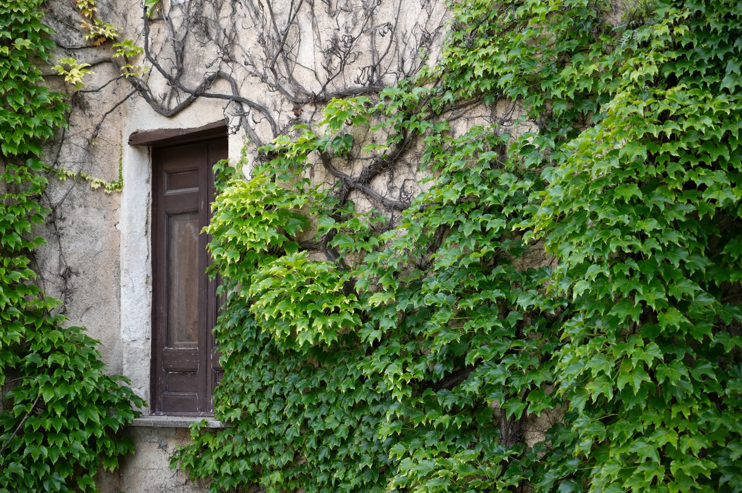 Ivy Doorway Embrace