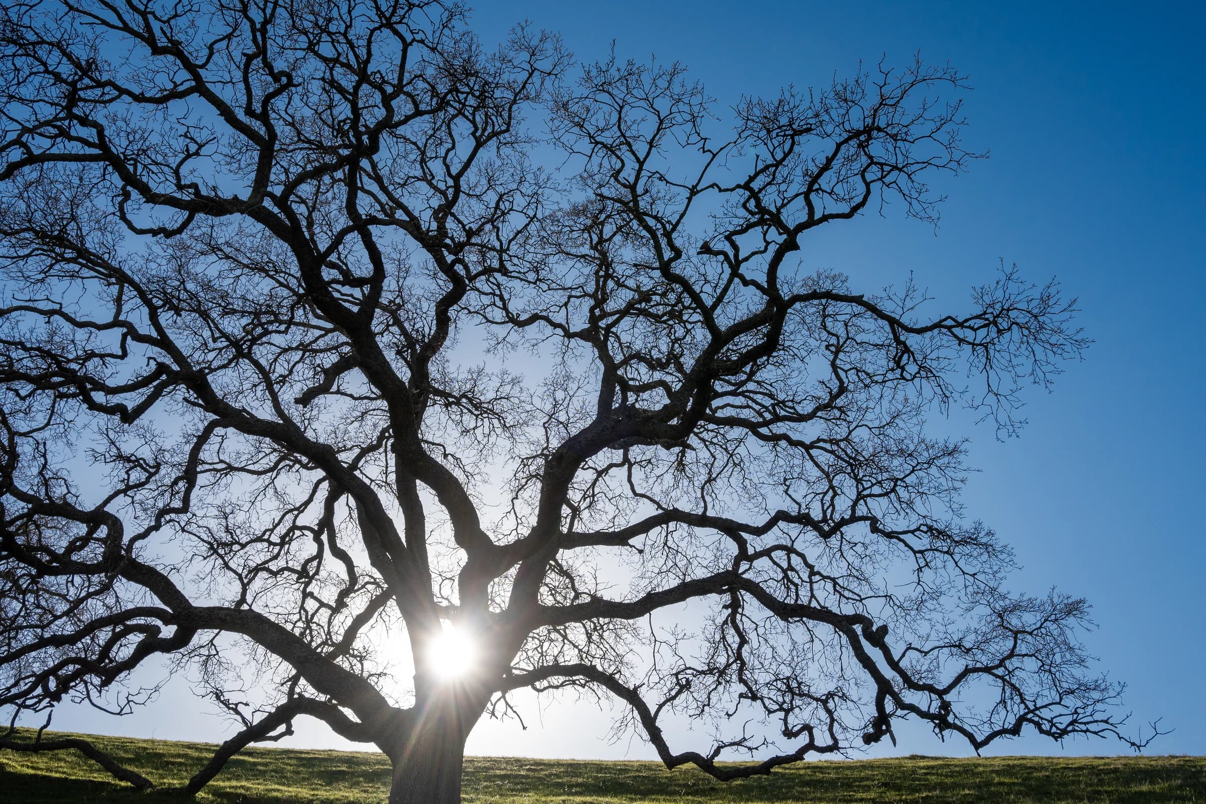 Winter Tree, Azure Sky