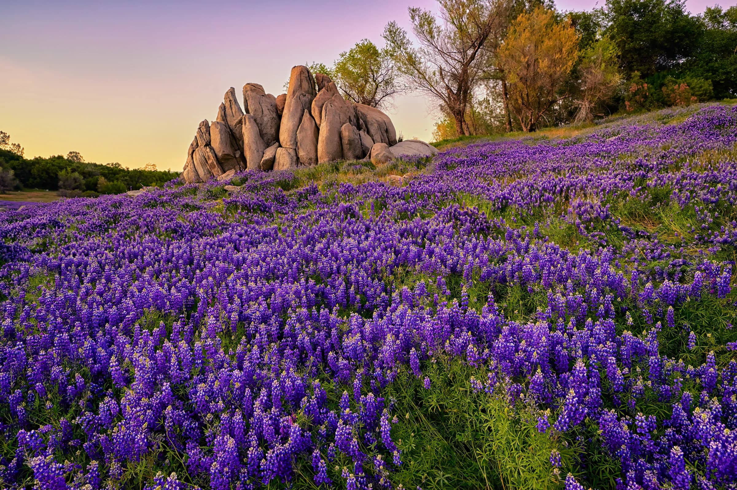 Lupine Dreams, Granite Sentinels