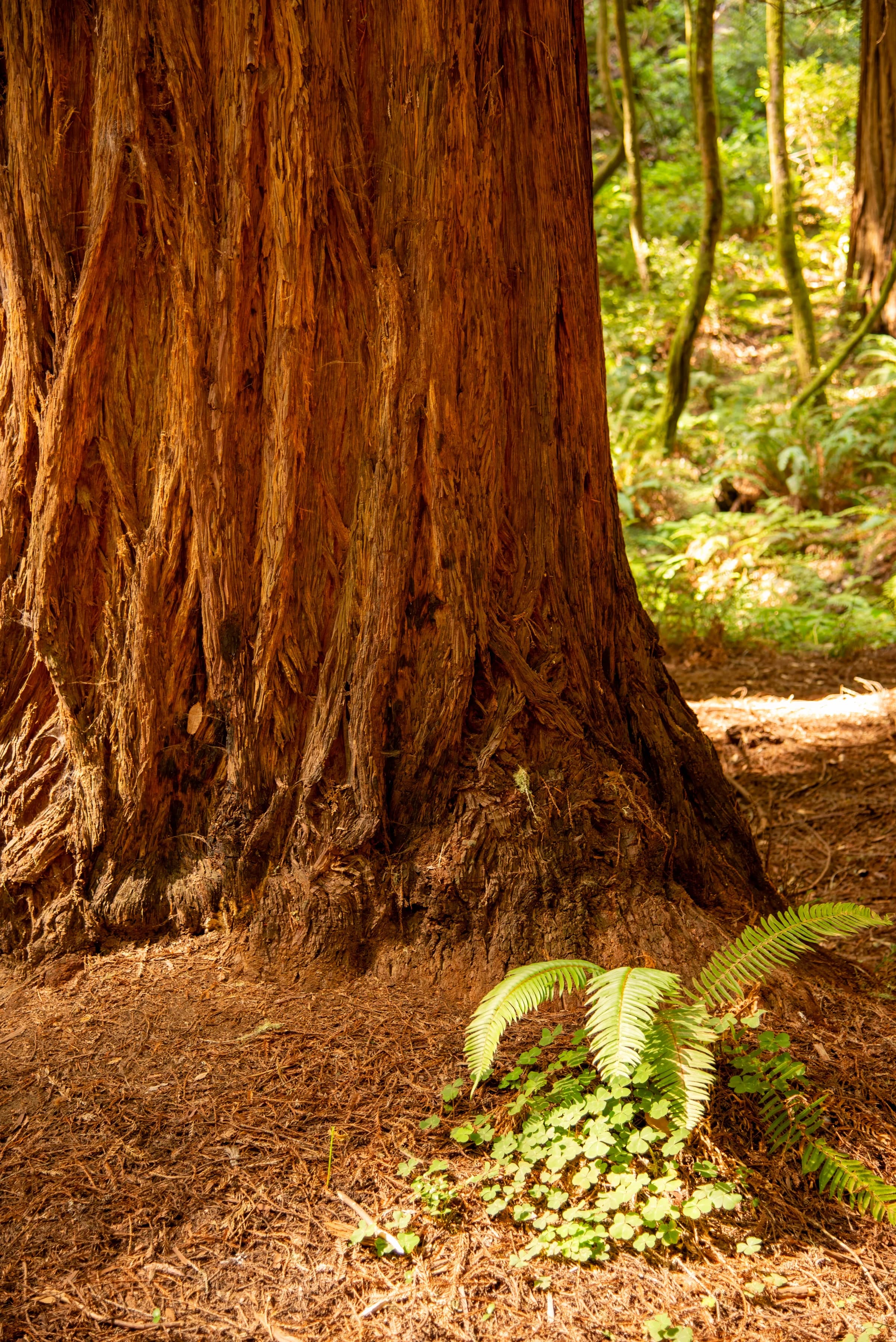 Redwood Trunk Base with Ferns
