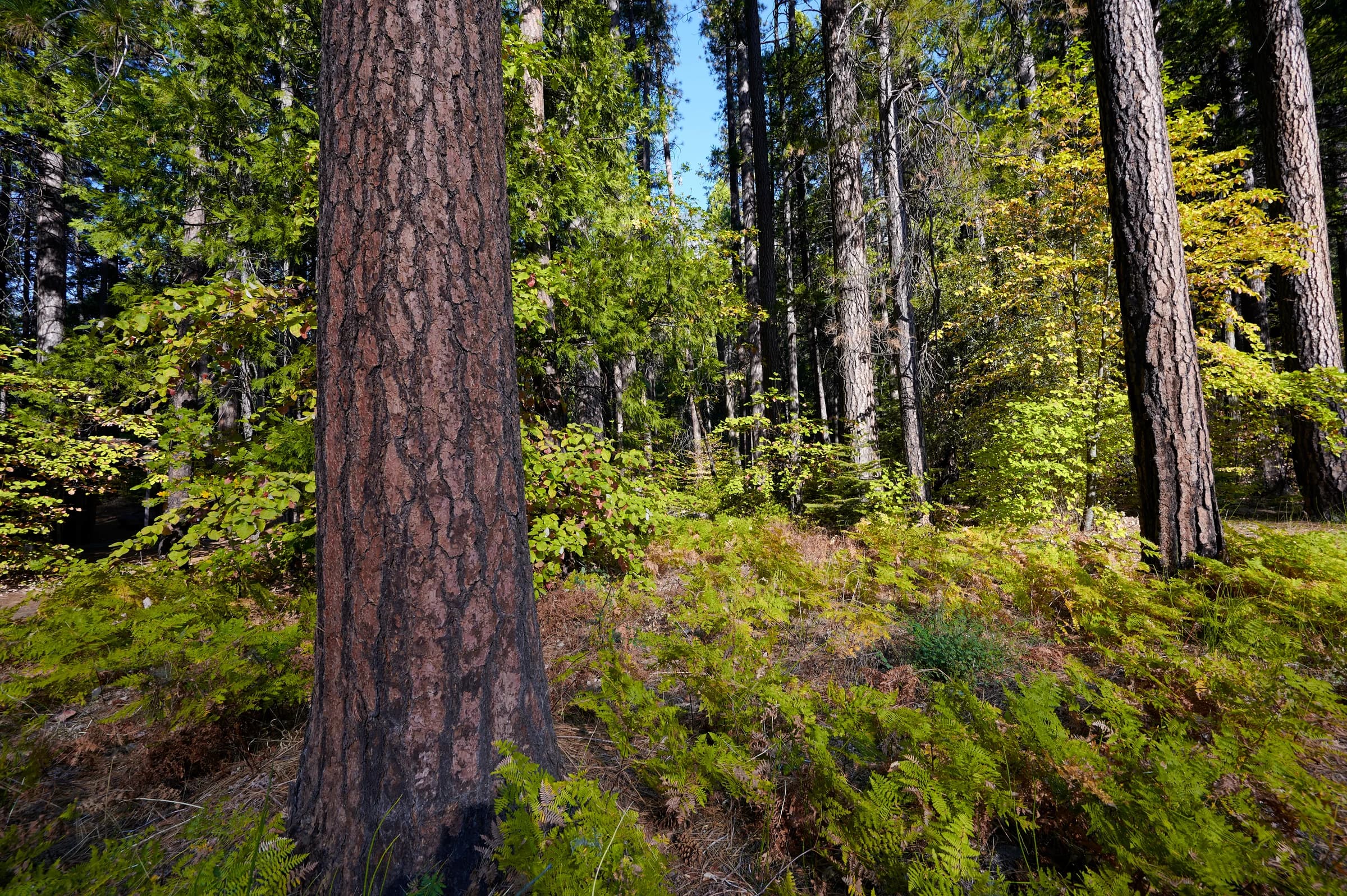 Forest Floor Tapestry