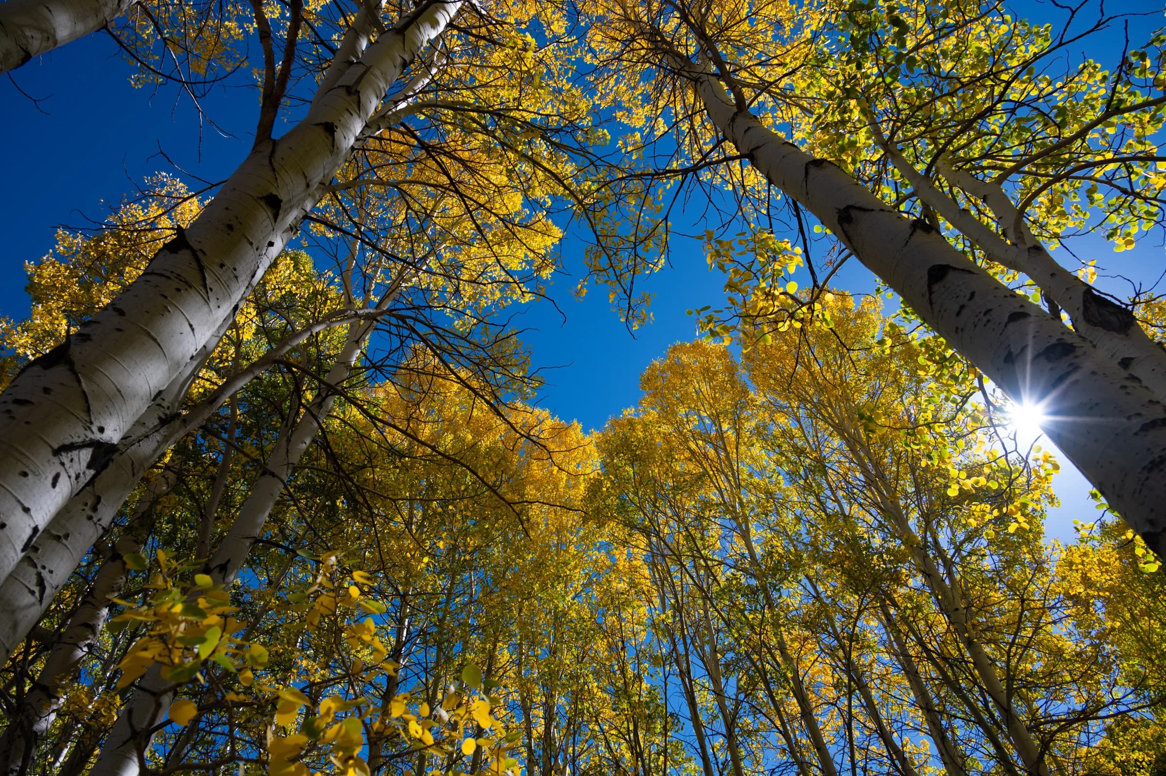 Aspen Canopy, Azure Sky