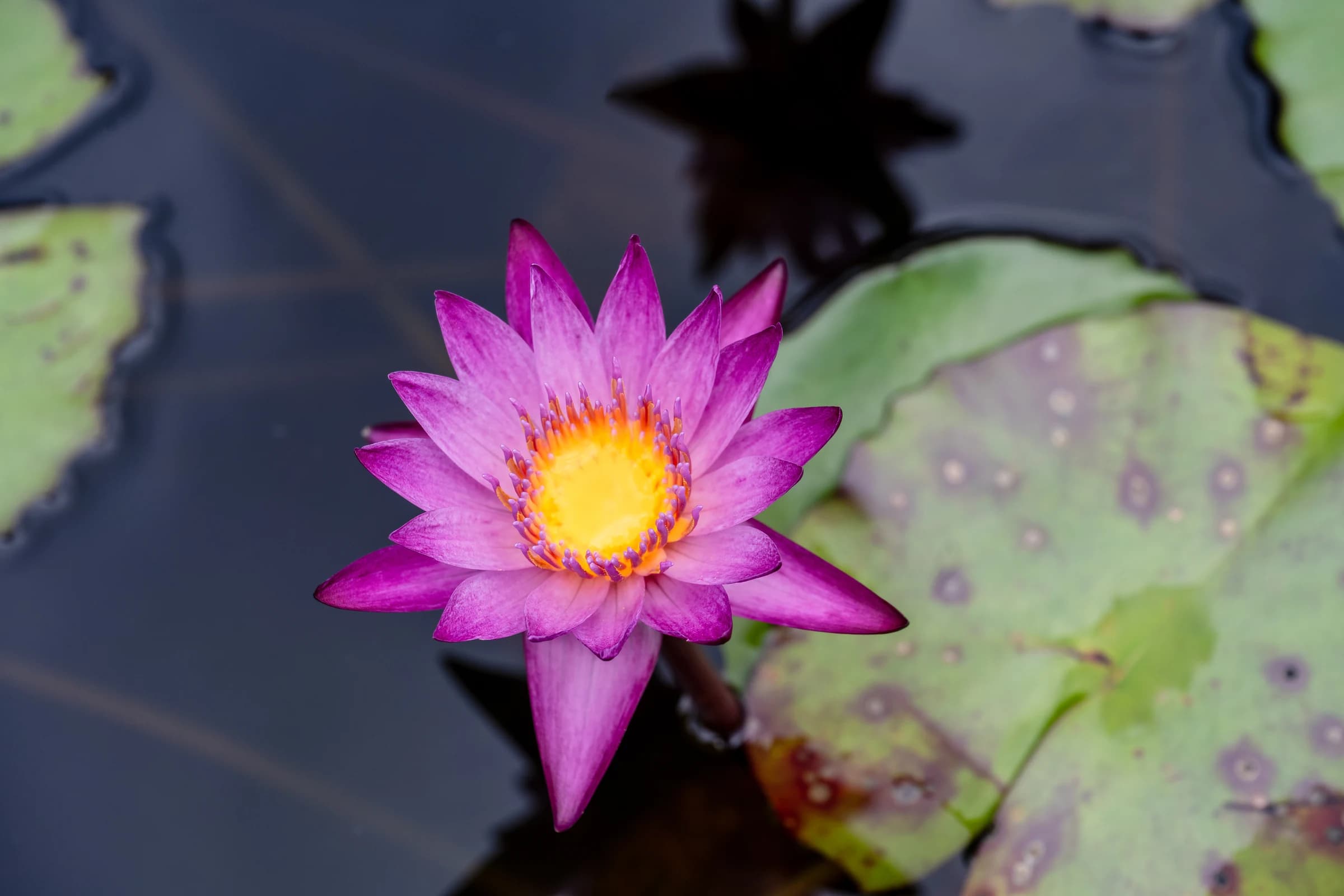 Purple Water Lily in Pond
