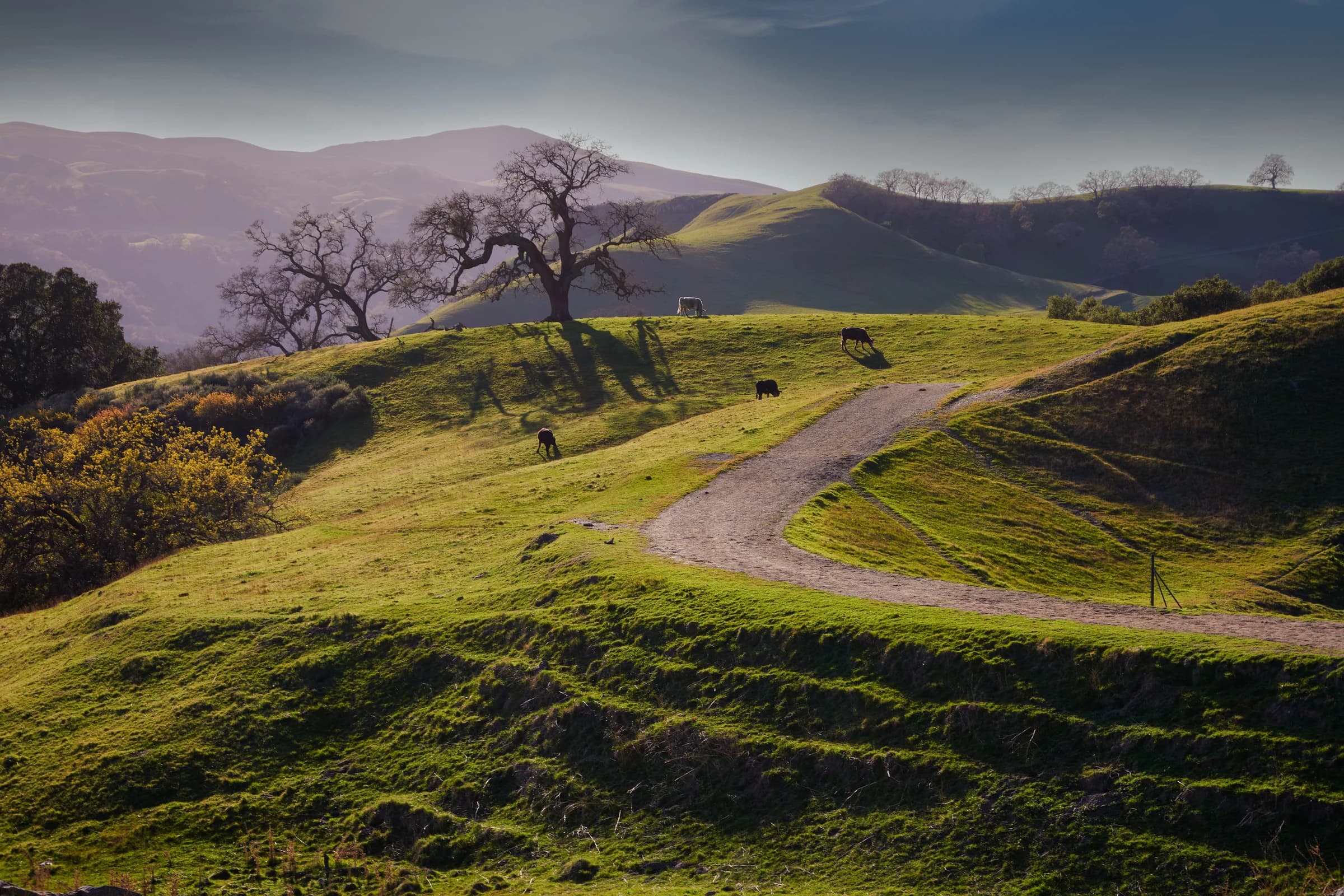 Golden Hills Grazing