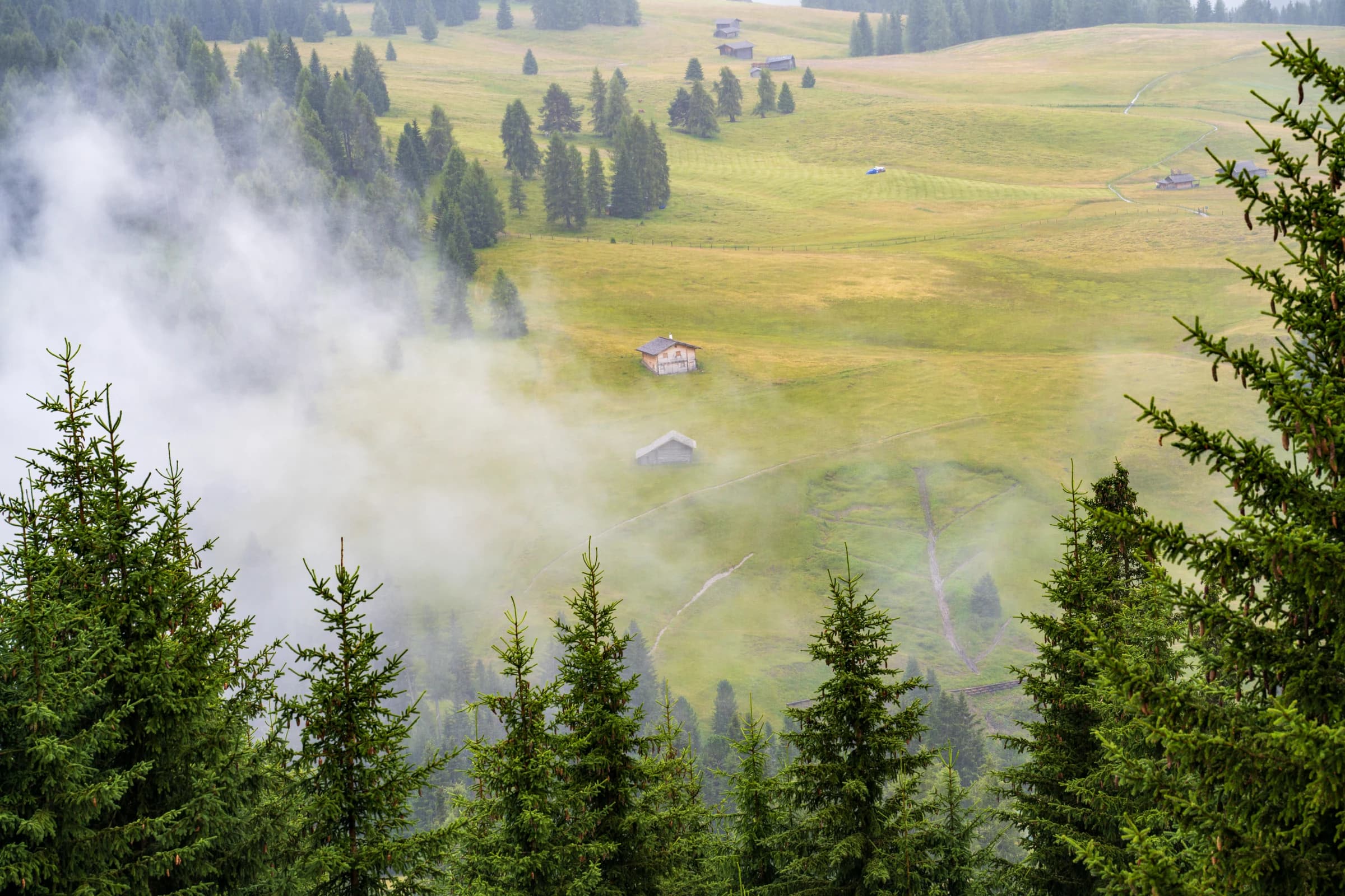 Alpine Meadow in Misty Light