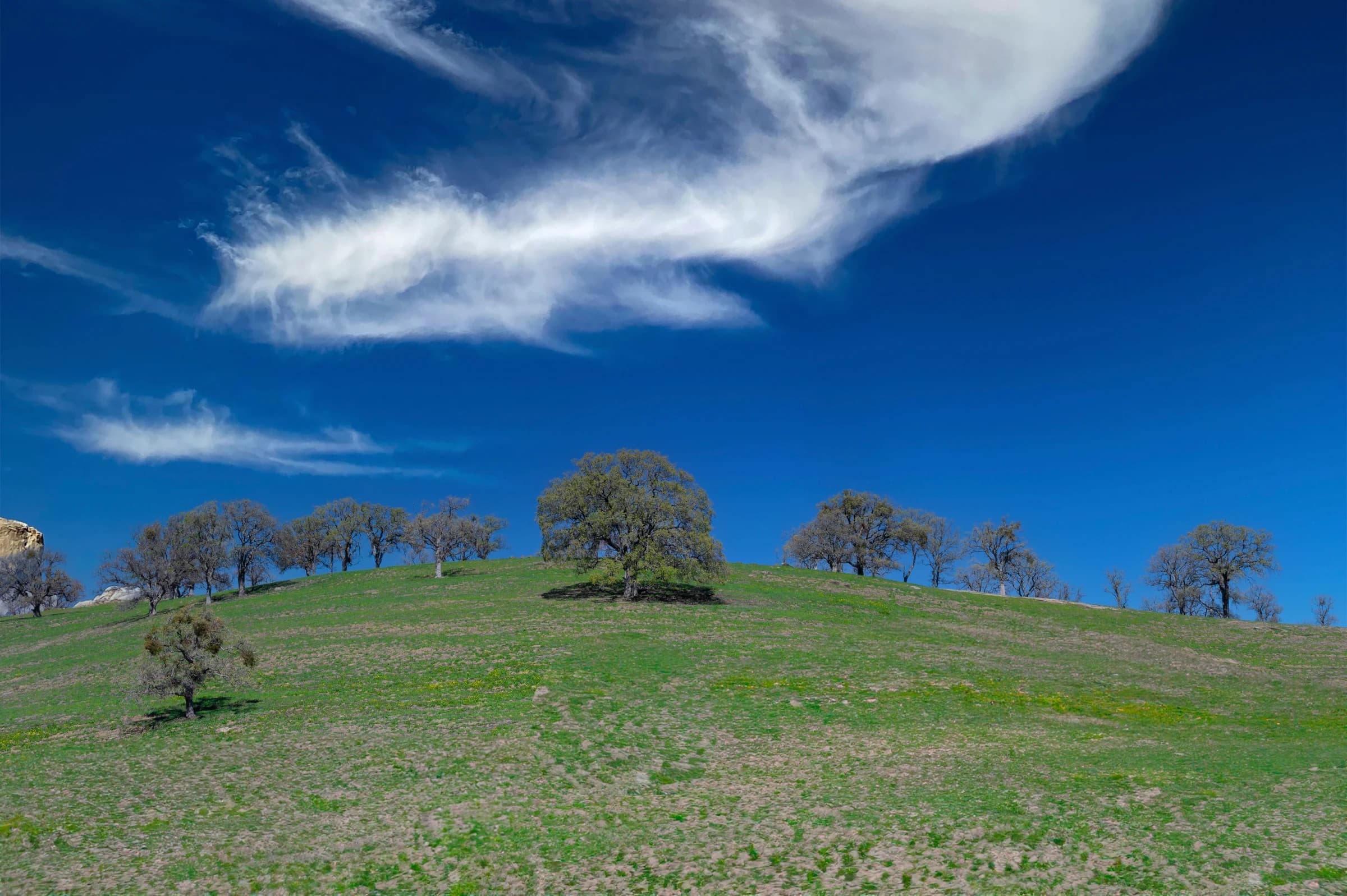 Hillside Oaks, Spring Sky