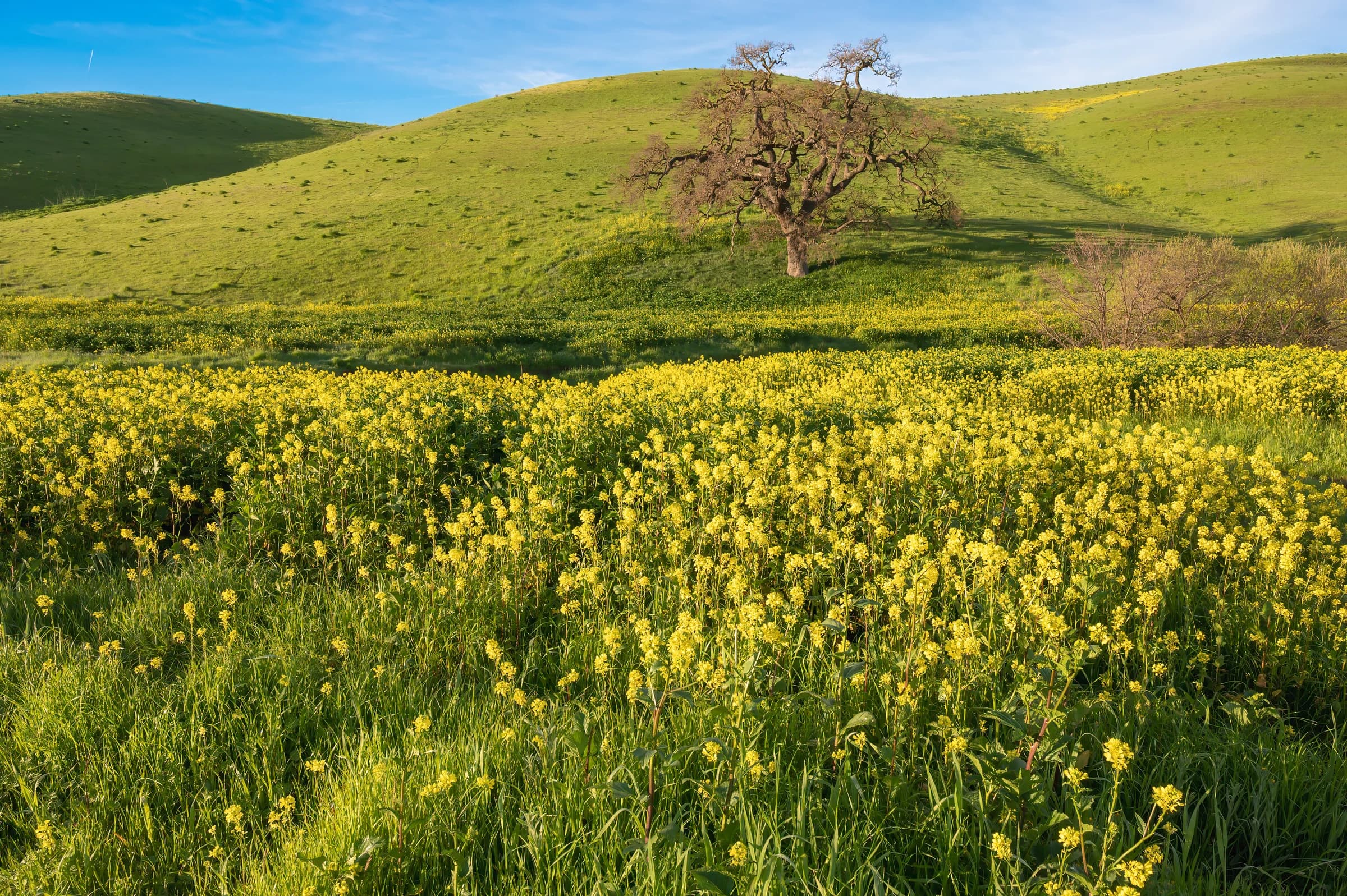 California Hills in Bloom