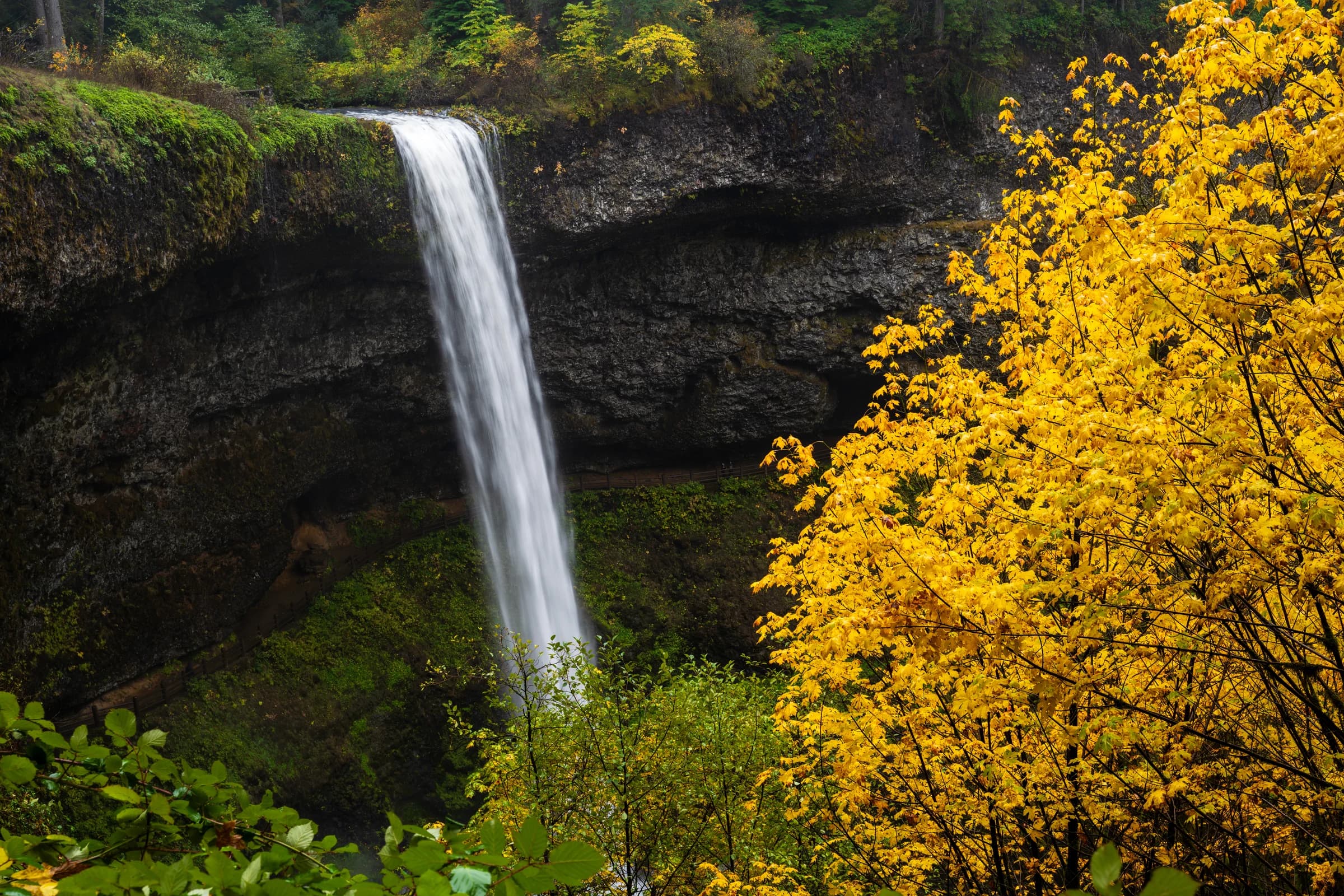 Autumn Cascade of Gold