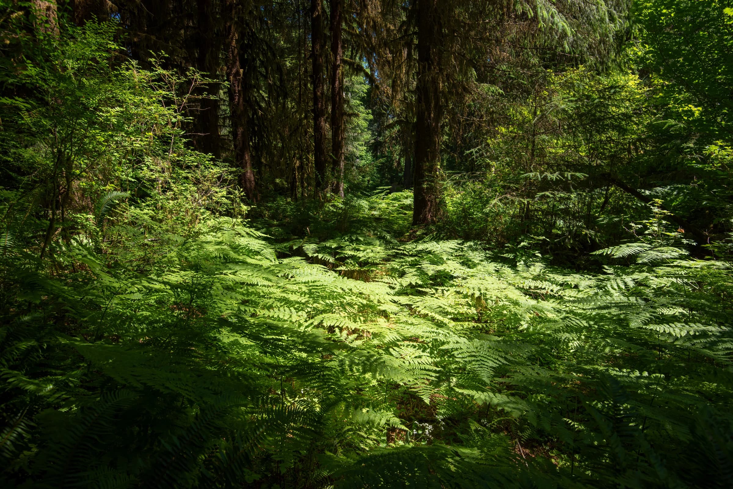 Emerald Forest Floor