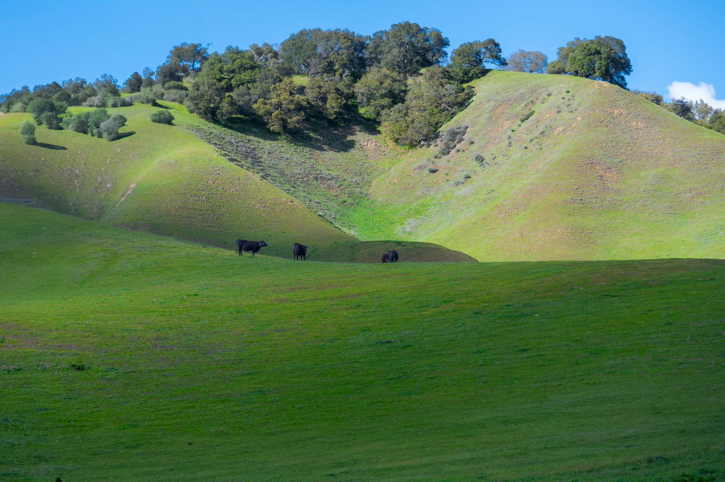 Emerald Hills, Grazing Cattle