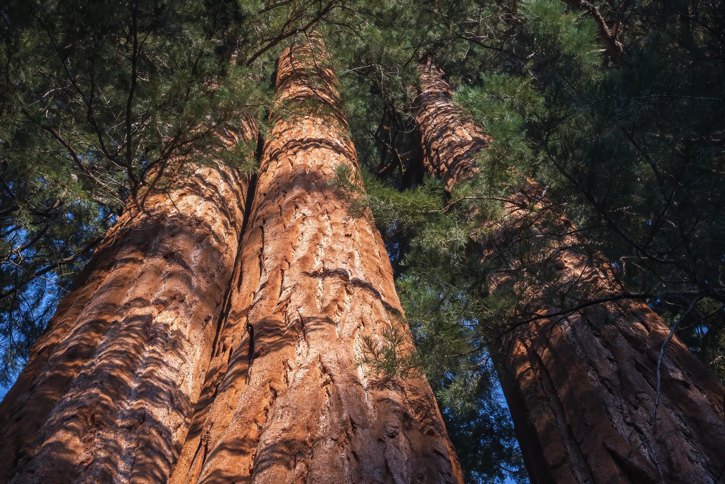 Giants Reaching for the Sky